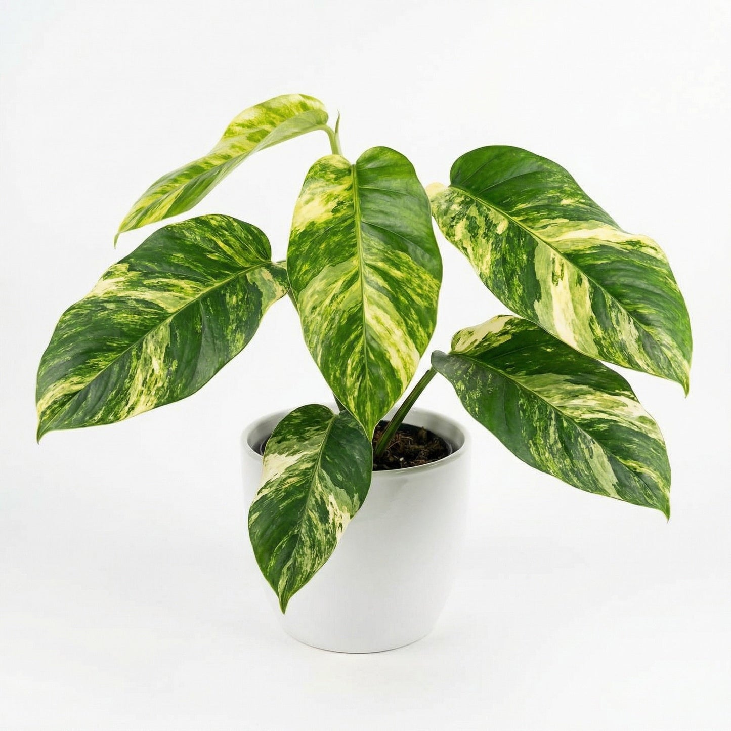 Variegated Epipremnum Giganteum plant
