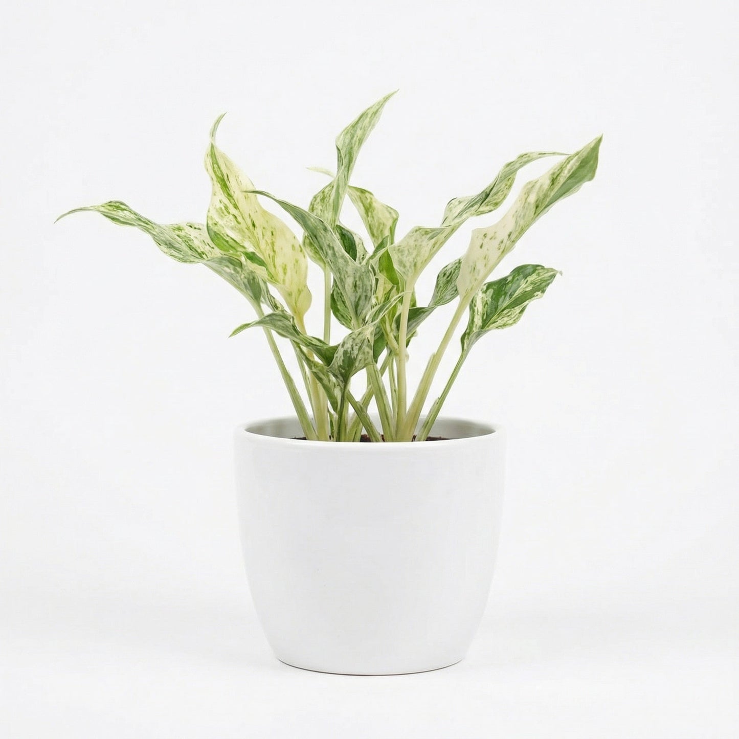 Epipremnum Teruno Lovesong
