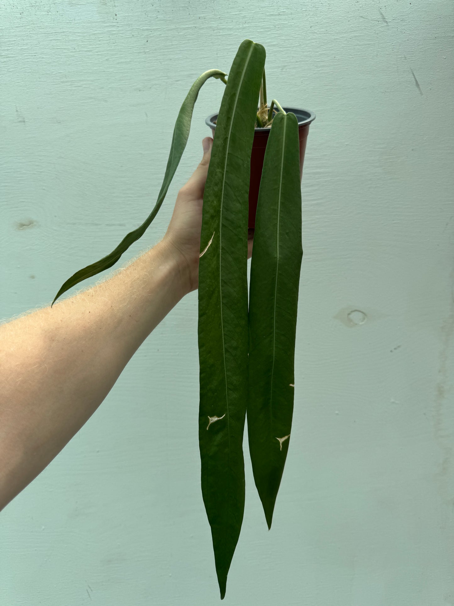 Anthurium pallidiflorum