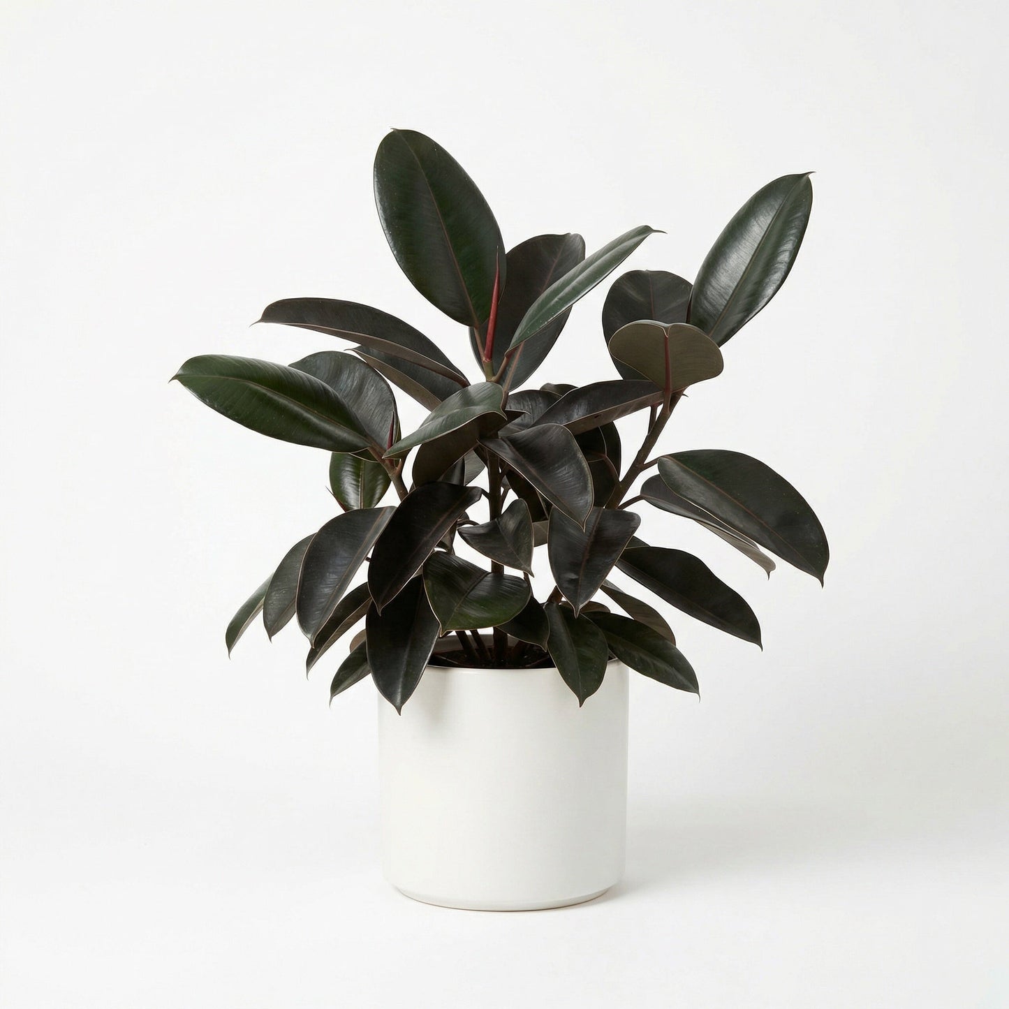 Ficus Black Prince