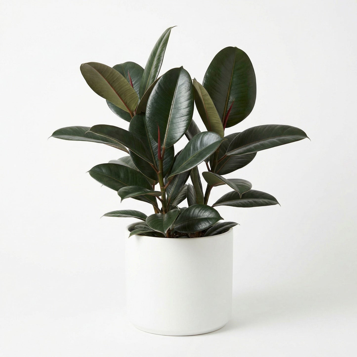 Ficus Green