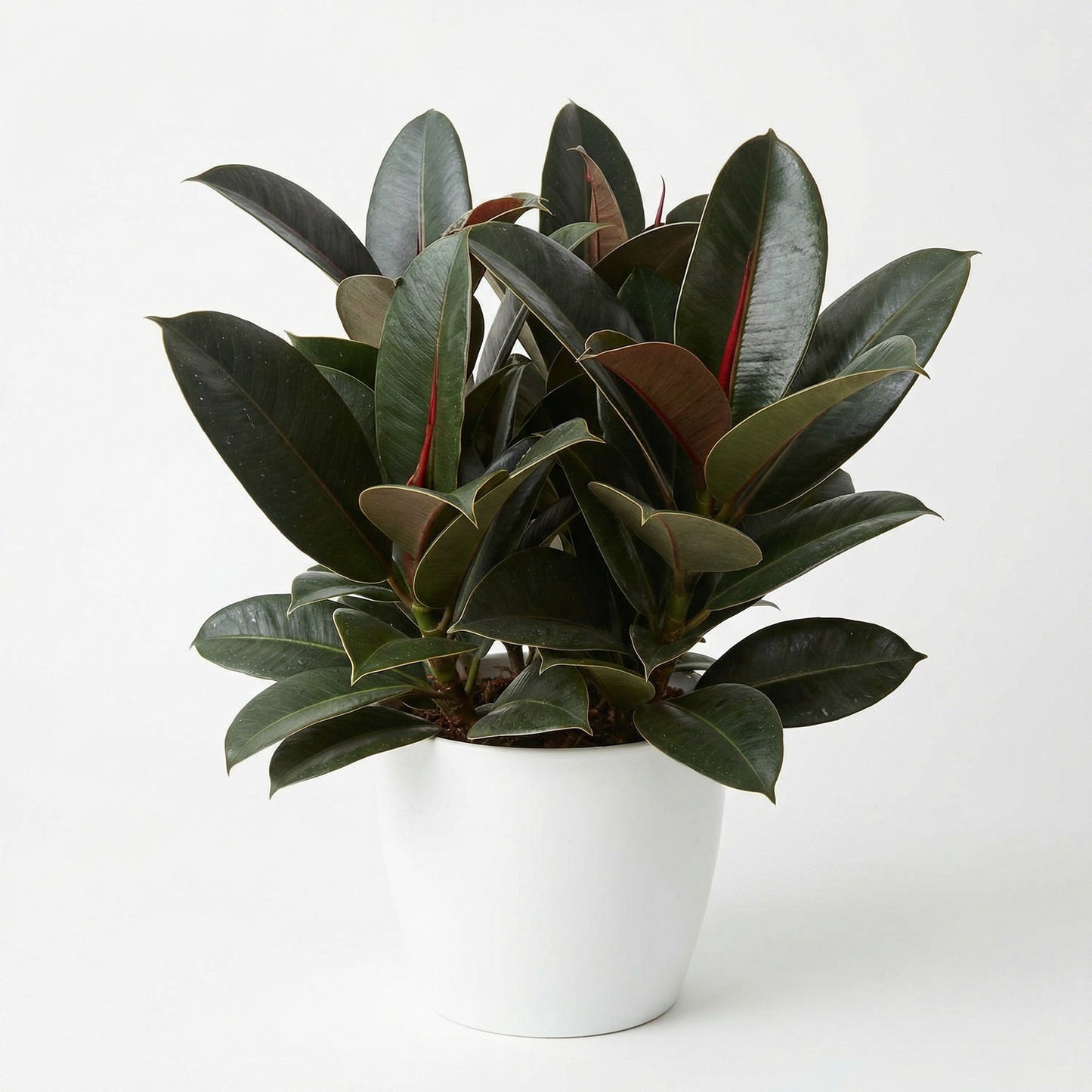 Ficus Melany