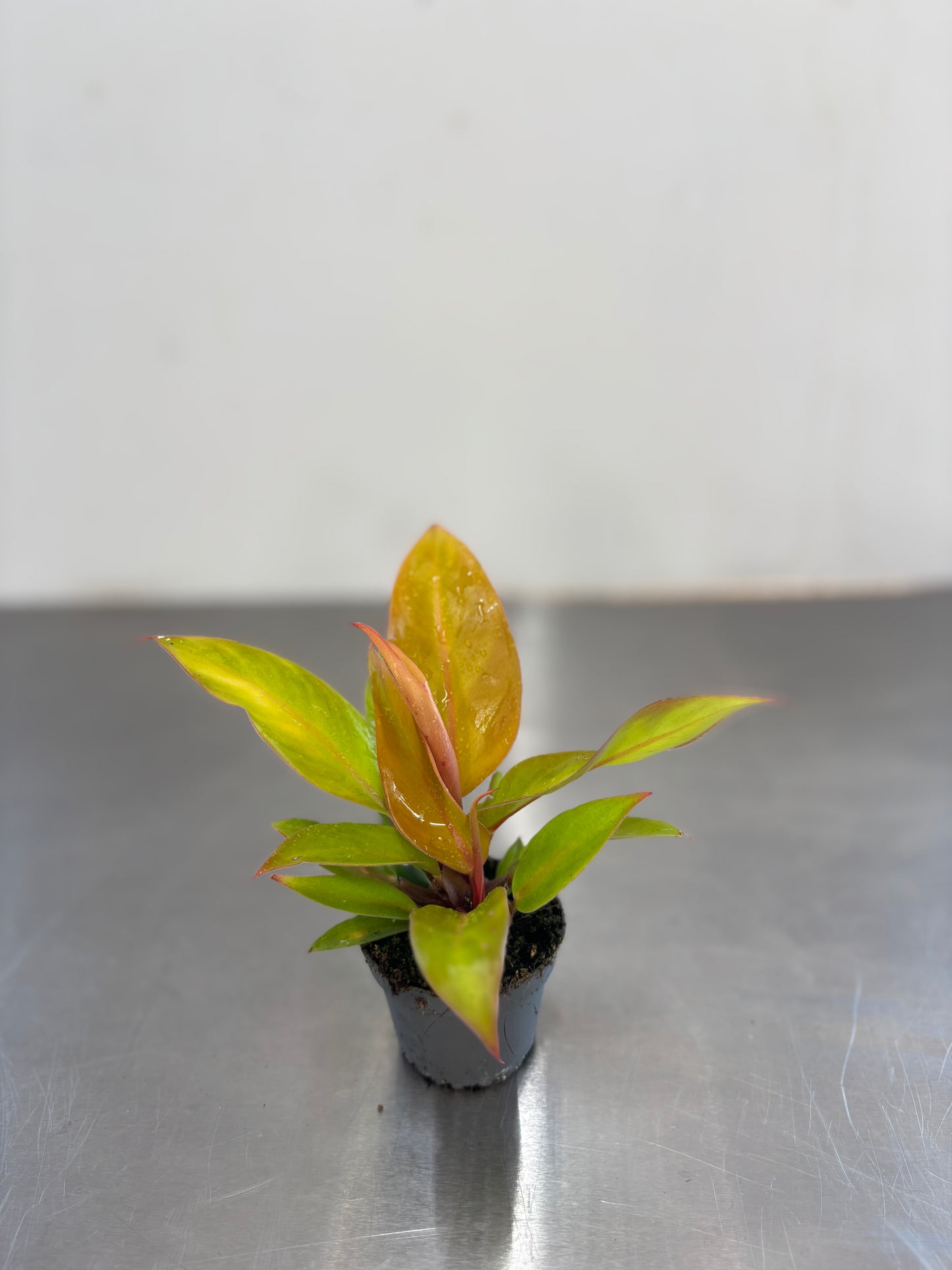 Philodendron Prince of Orange