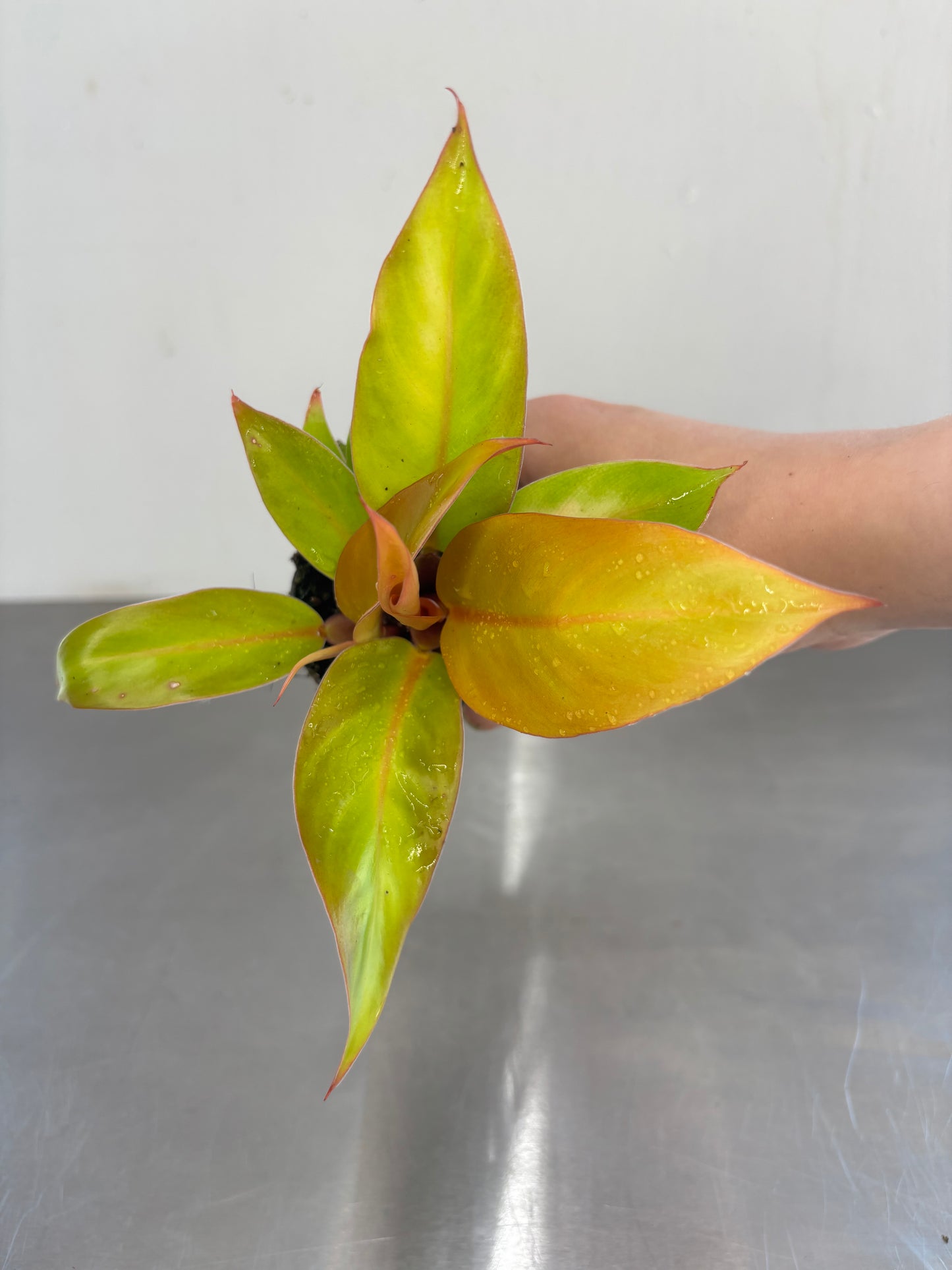 Philodendron Prince of Orange