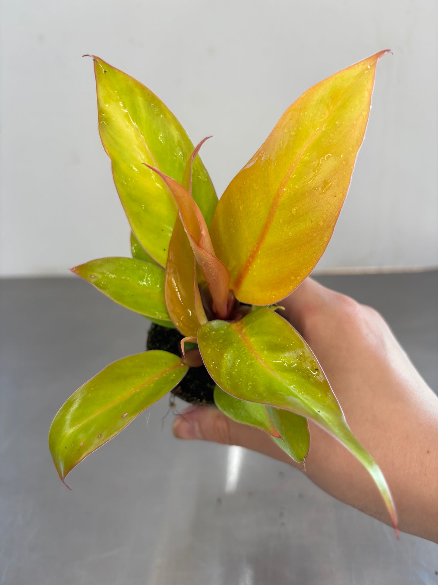 Philodendron Prince of Orange