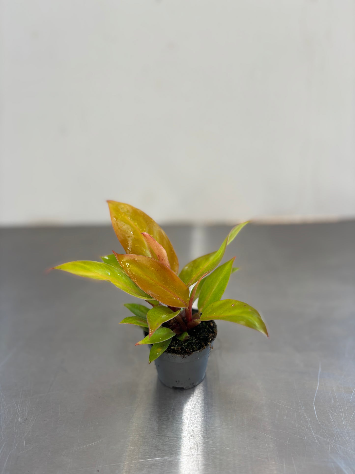 Philodendron Prince of Orange