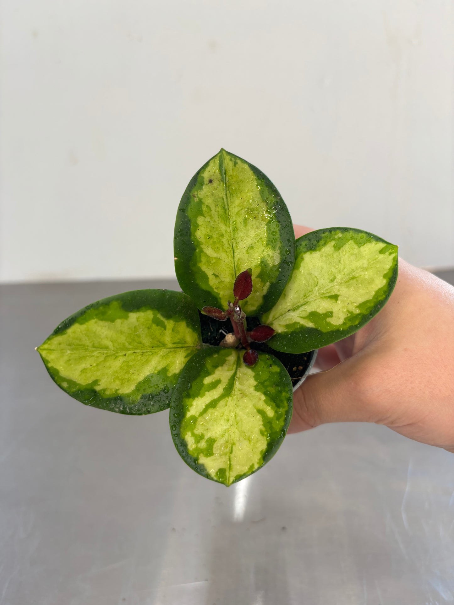 Hoya australis Tricolor