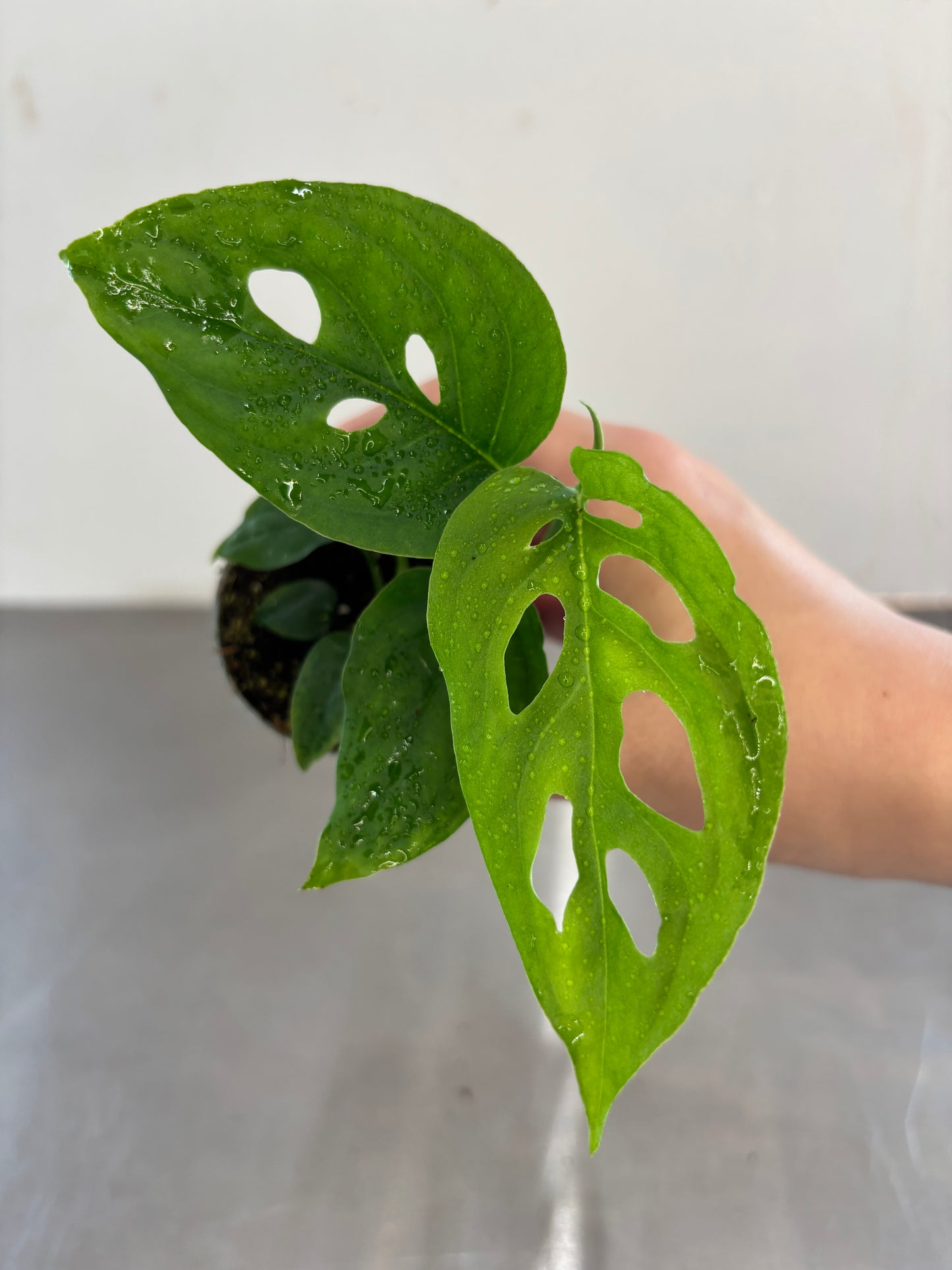 Monstera adansonii