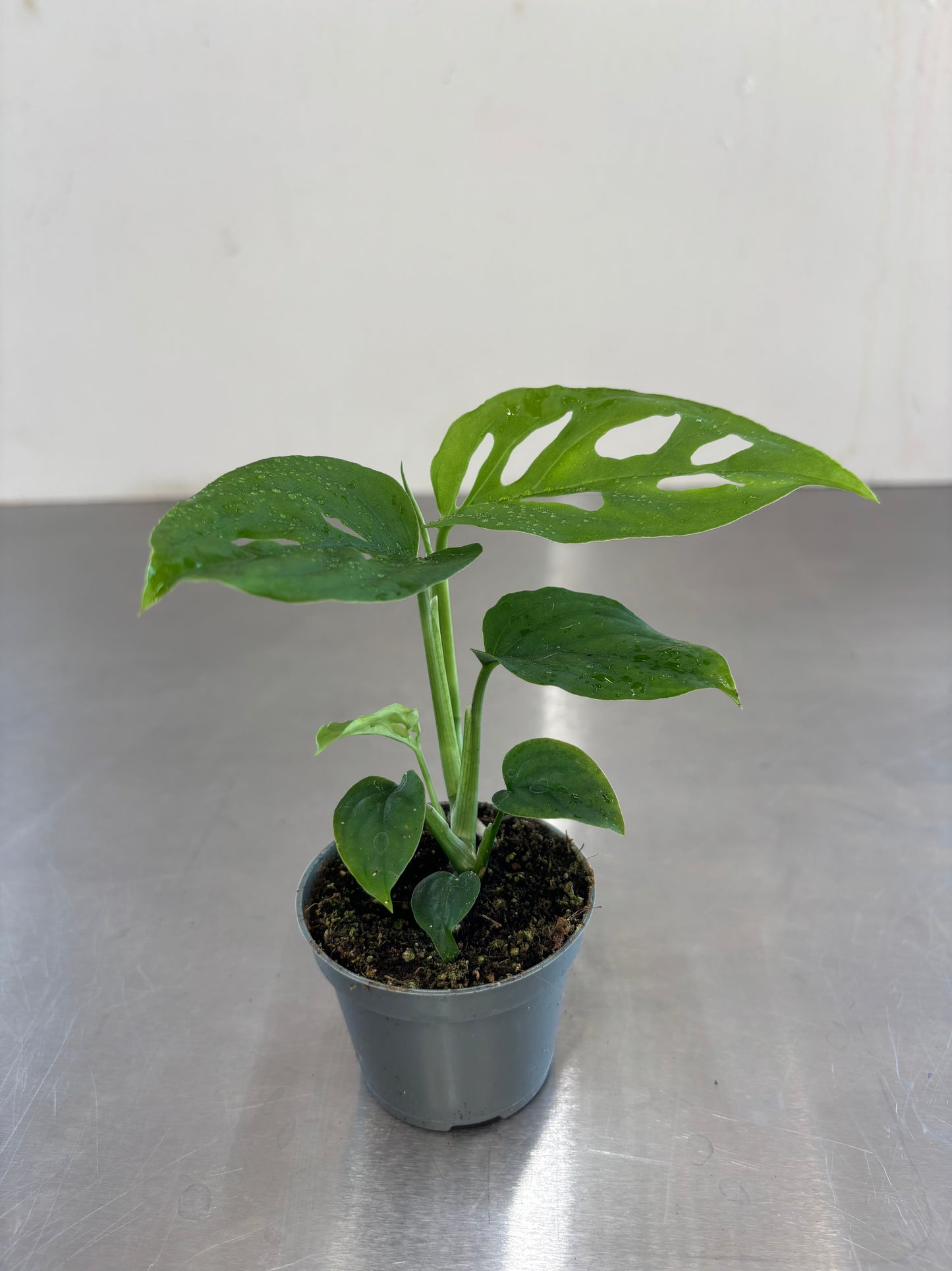 Monstera adansonii