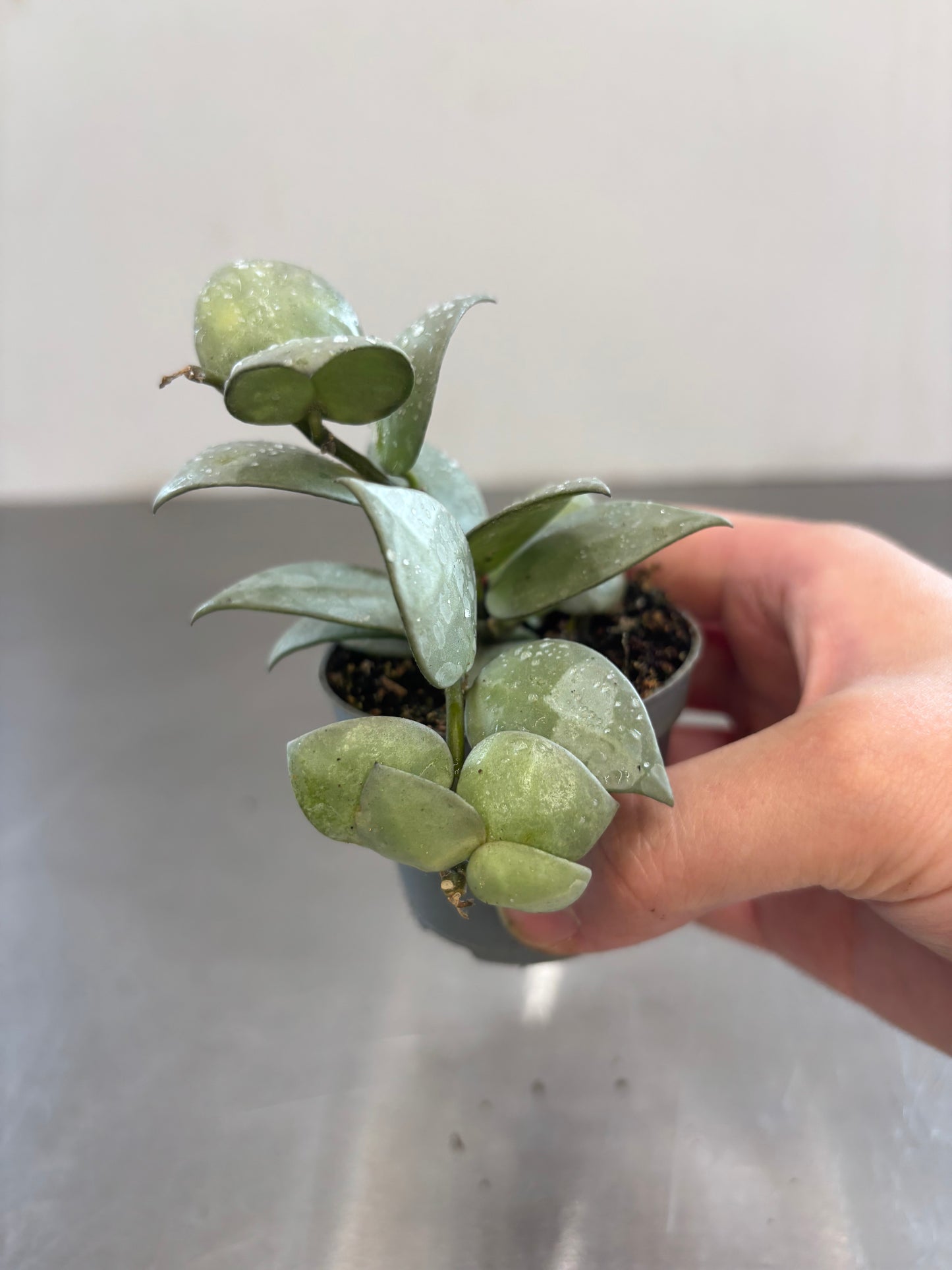 Hoya khroniana 'Silver Splash'