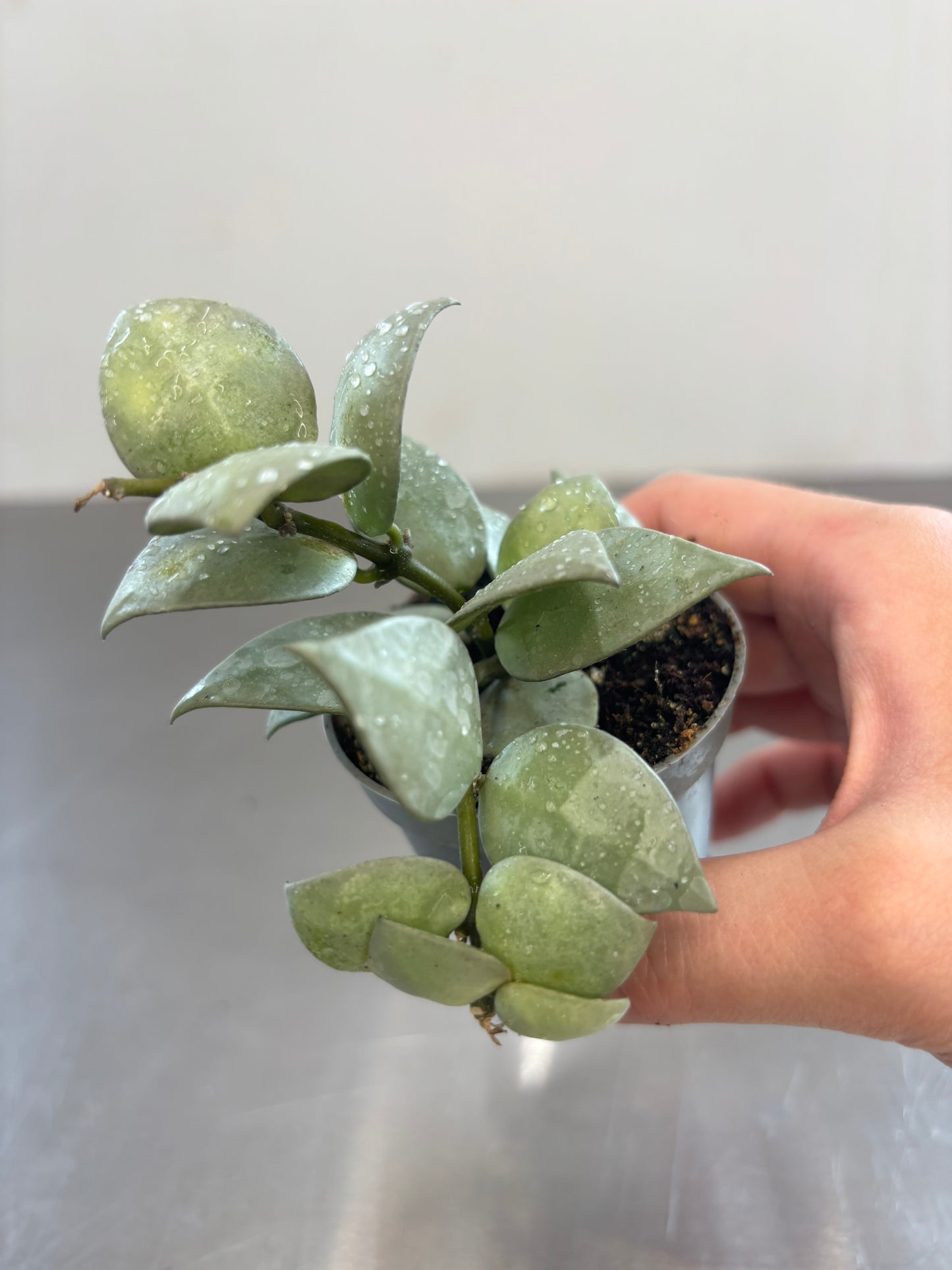 Hoya khroniana 'Silver Splash'
