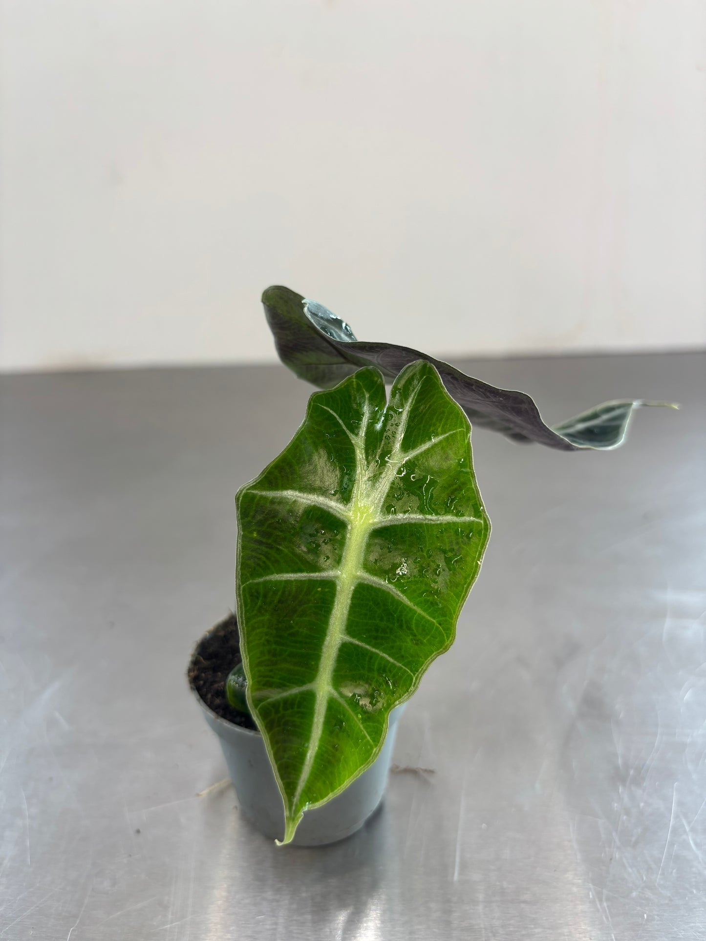 Alocasia amazonica