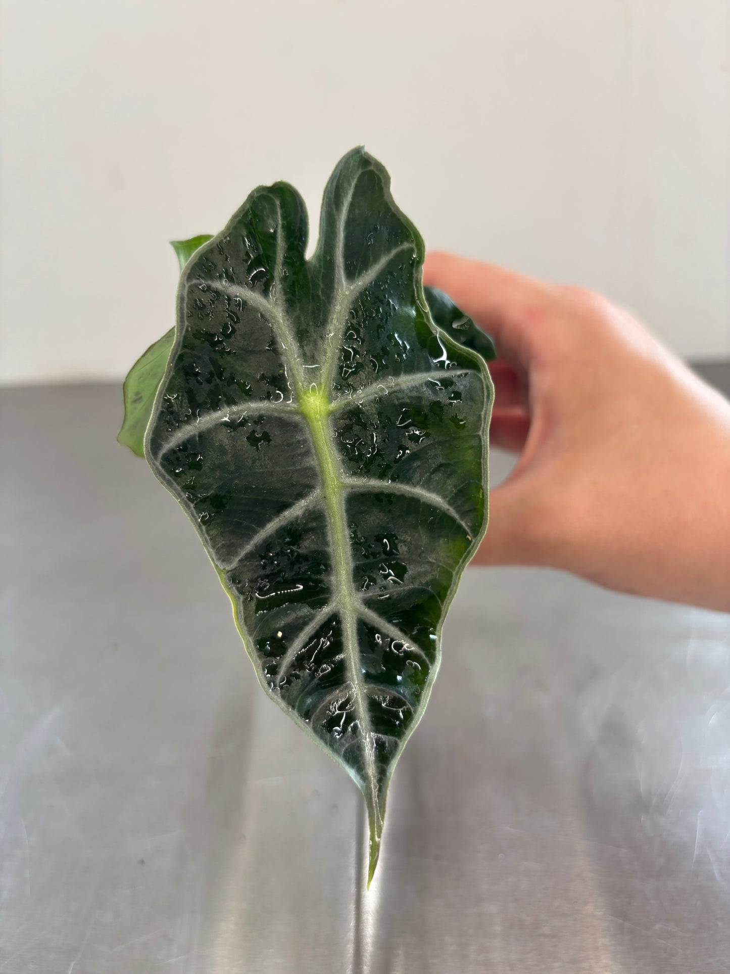 Alocasia amazonica