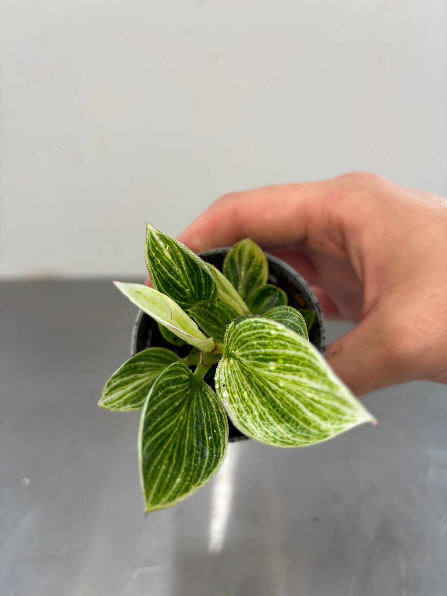 Philodendron Birkin