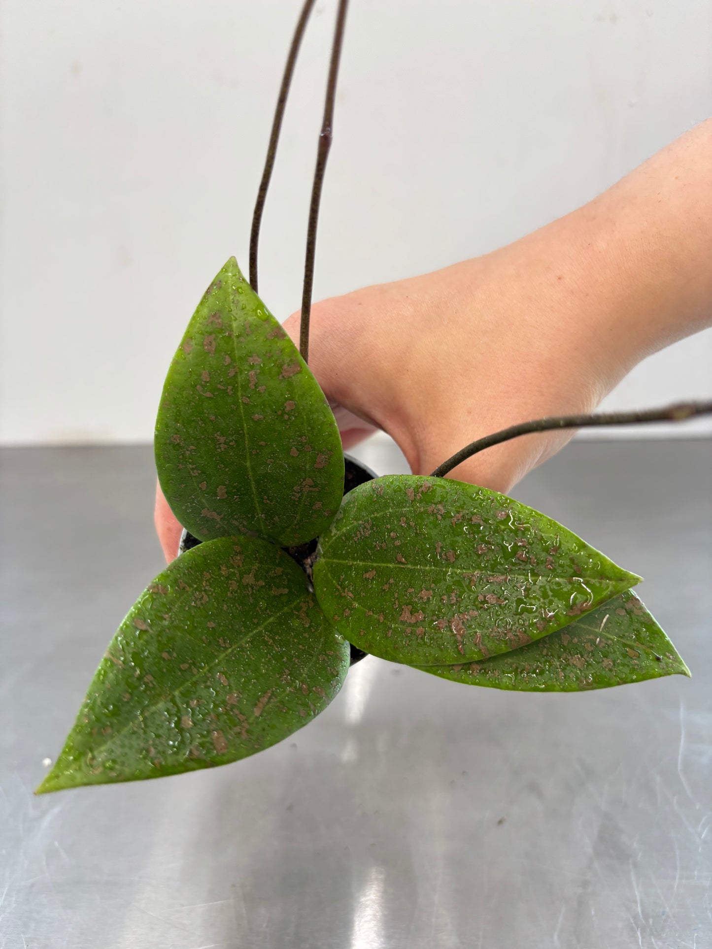 Hoya wibergiae