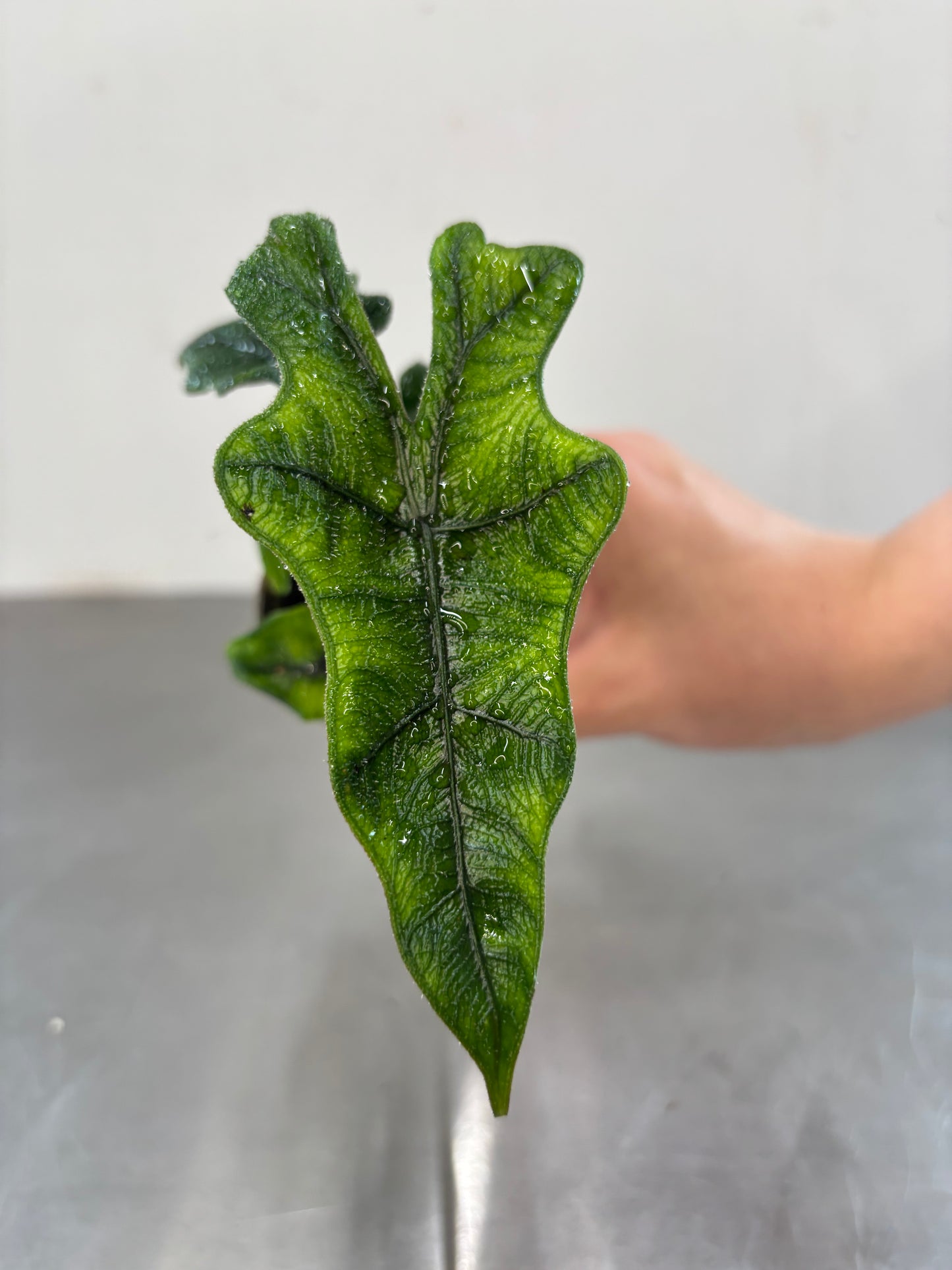 Alocasia Jacklyn