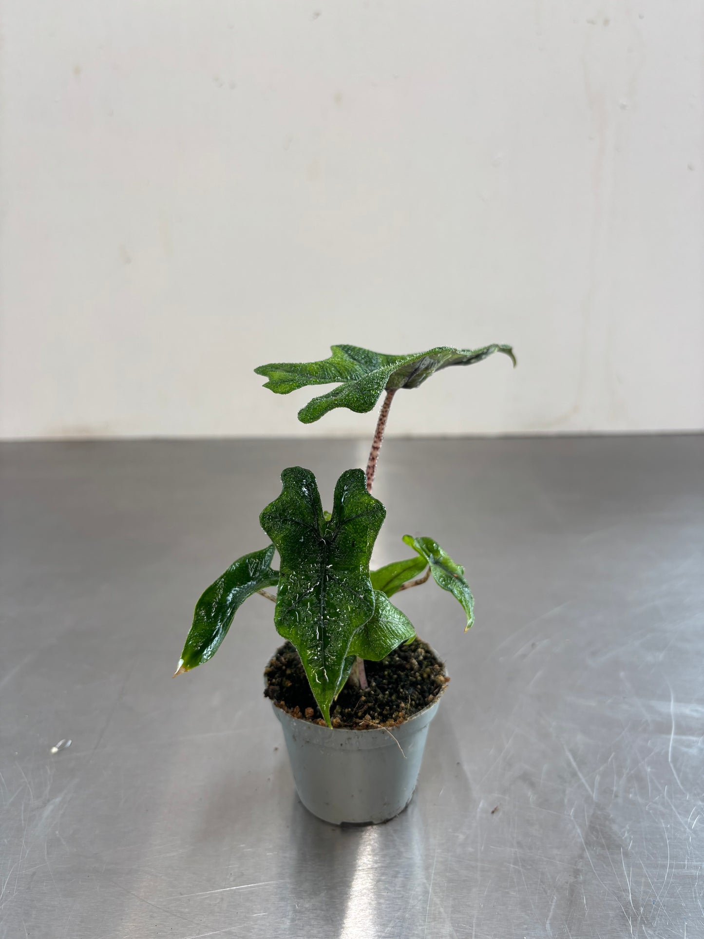 Alocasia Jacklyn