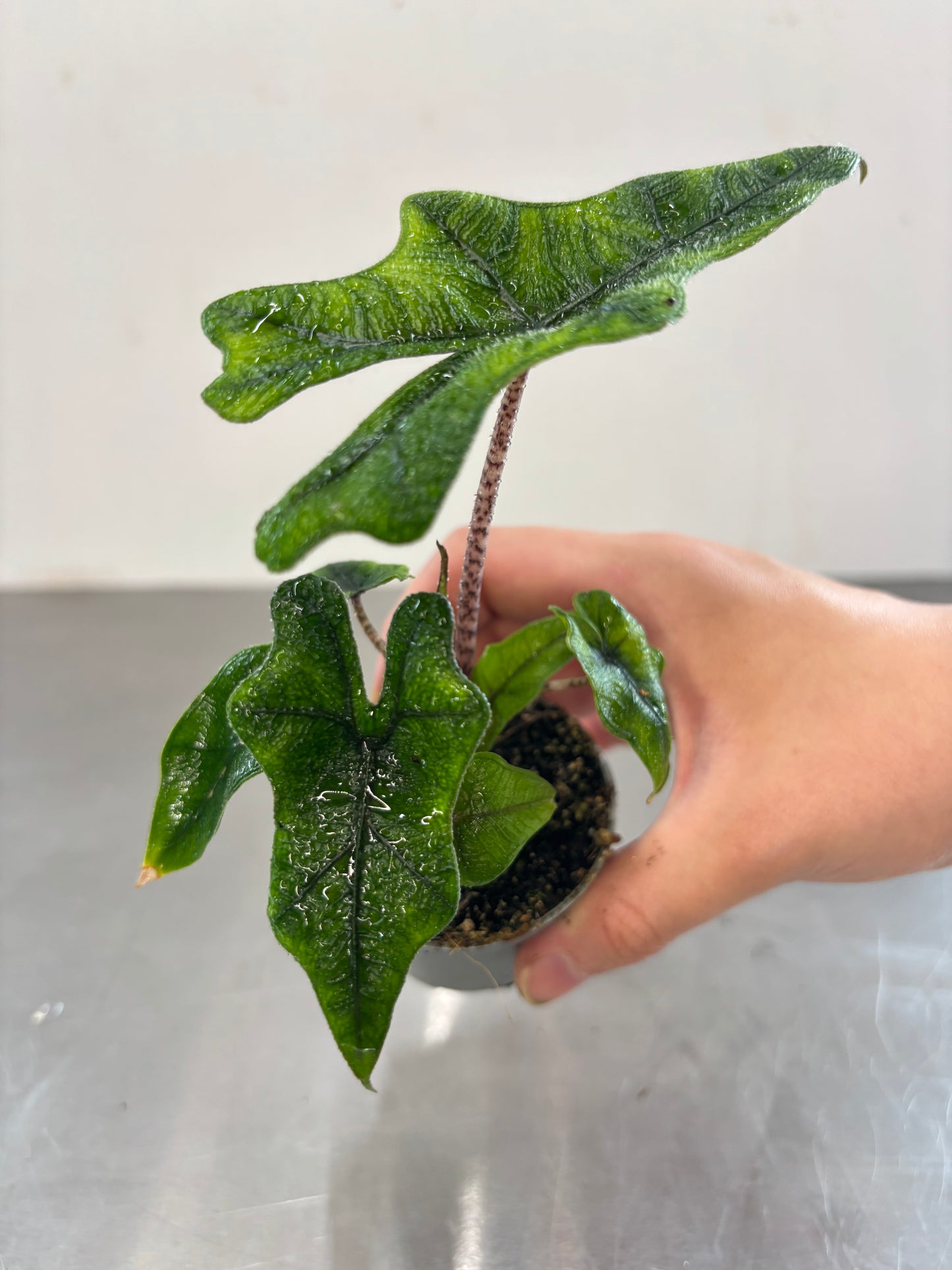 Alocasia Jacklyn