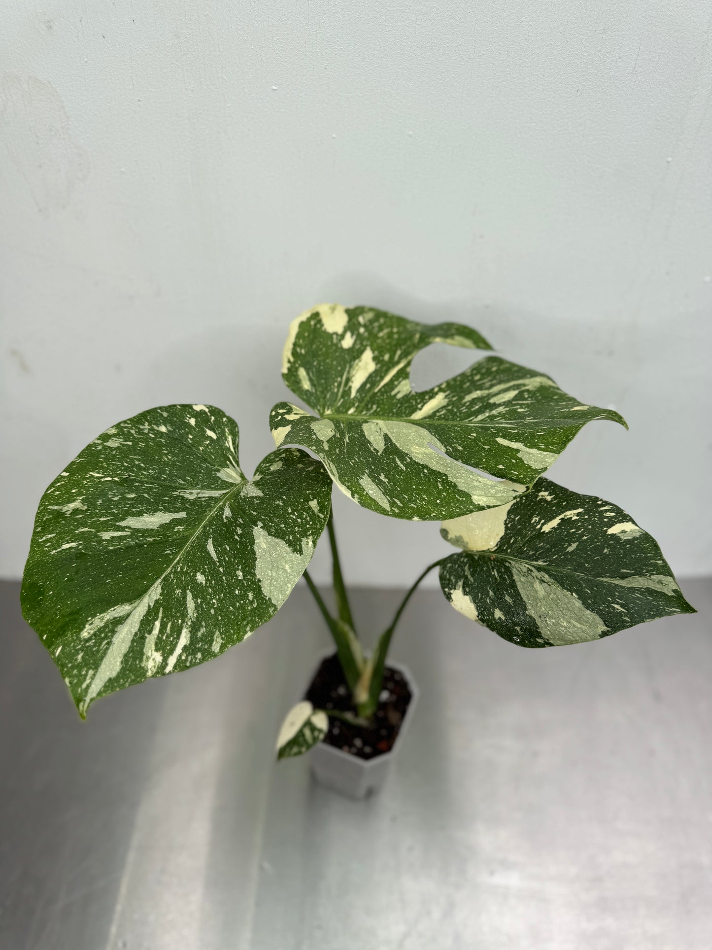 Monstera deliciosa ’Thai Constellation’ medium