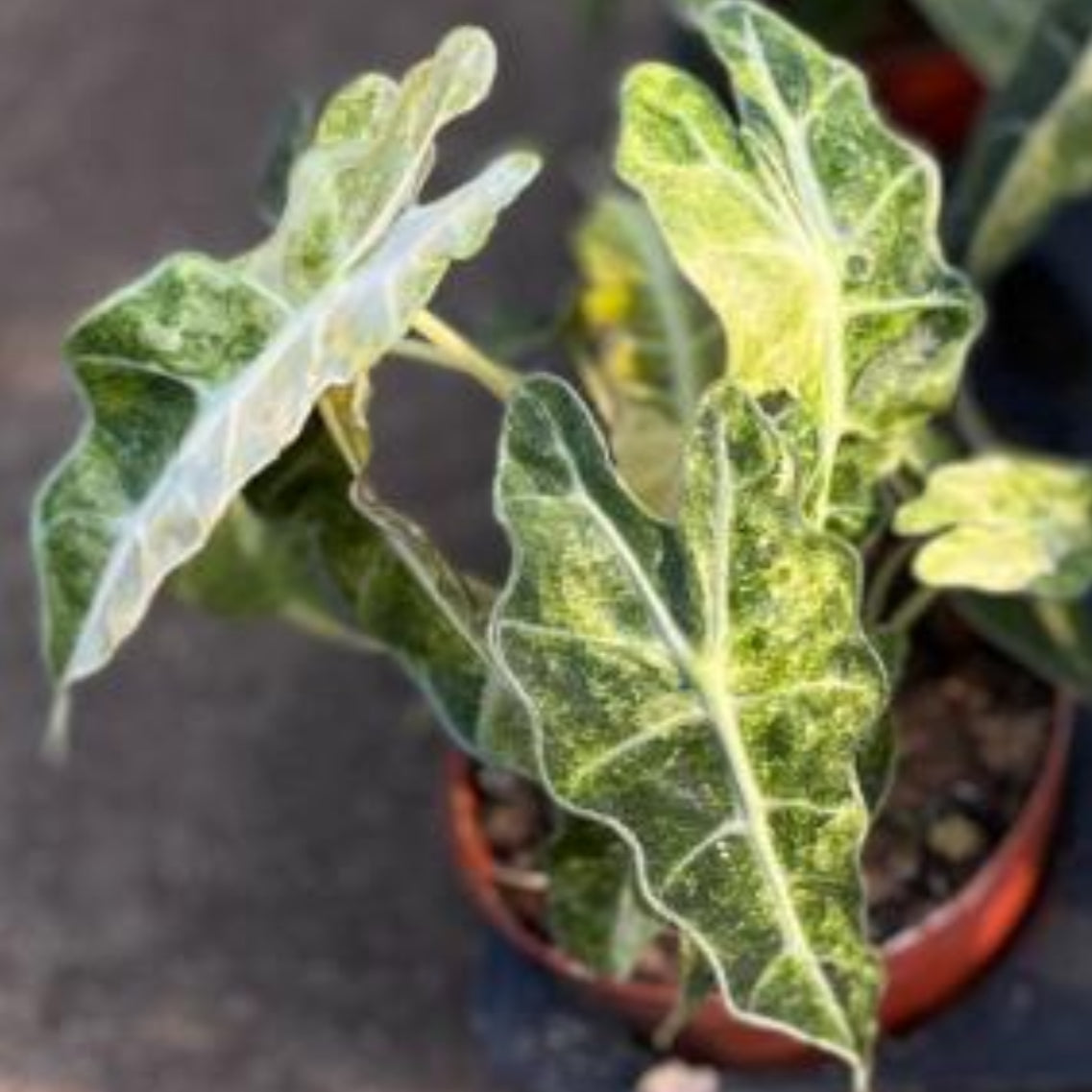 Alocasia polly aurea