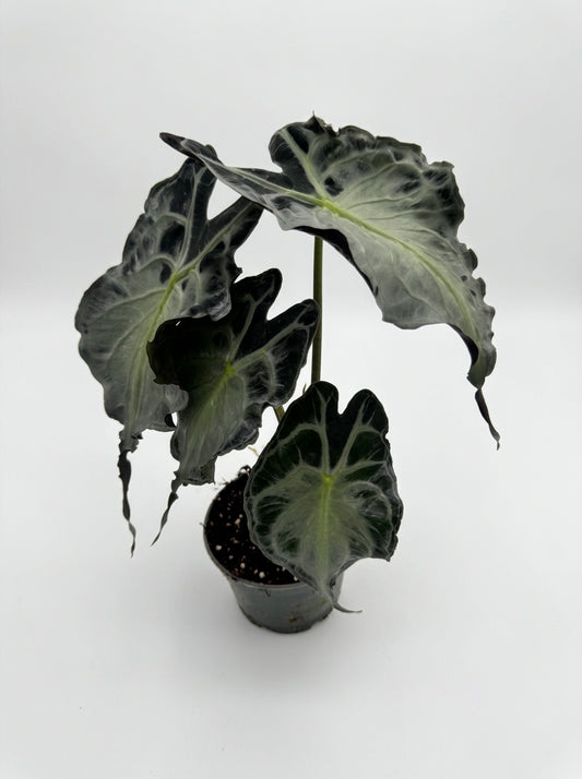 Alocasia Venom
