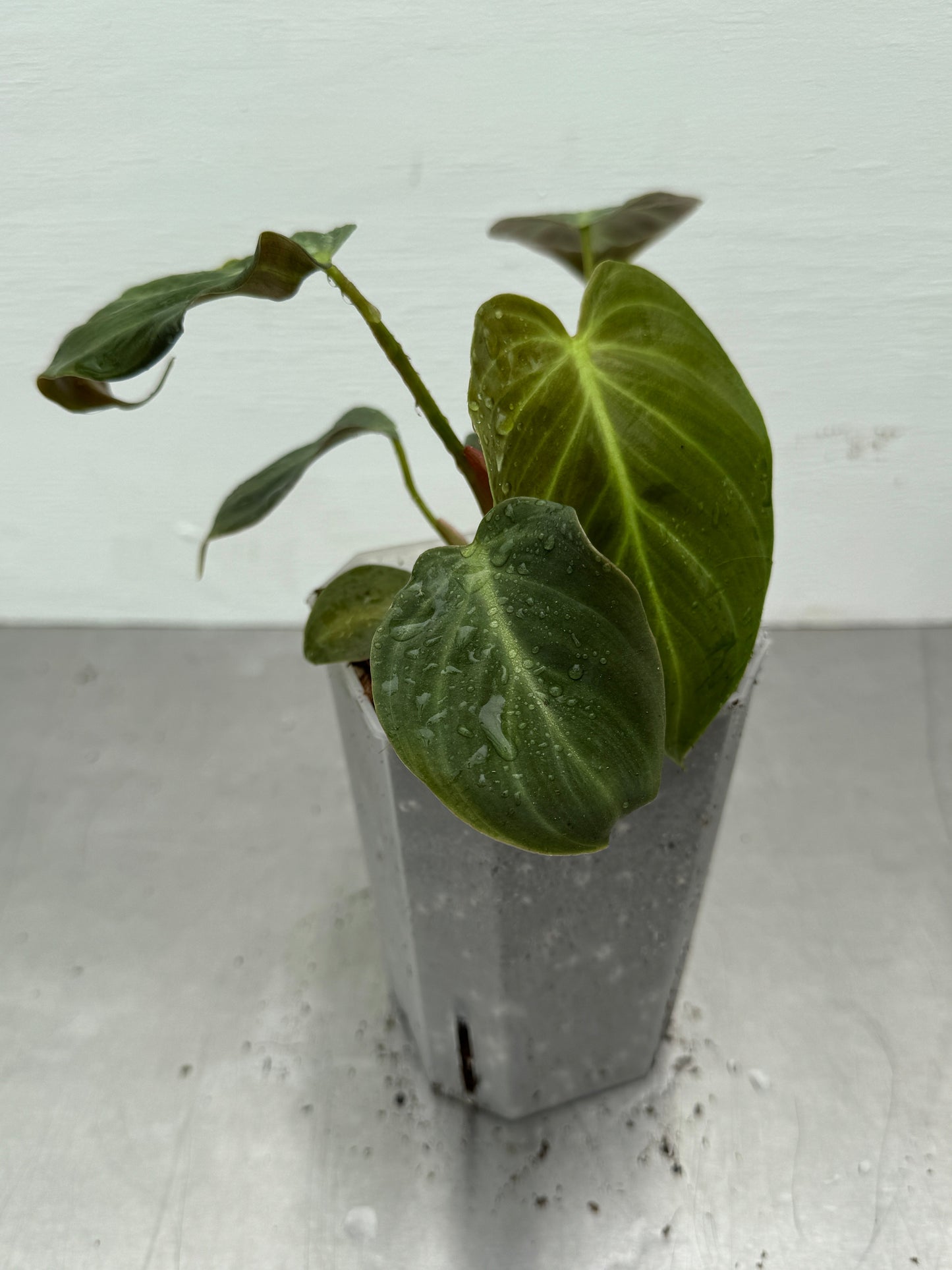 Philodendron ’Glorius’