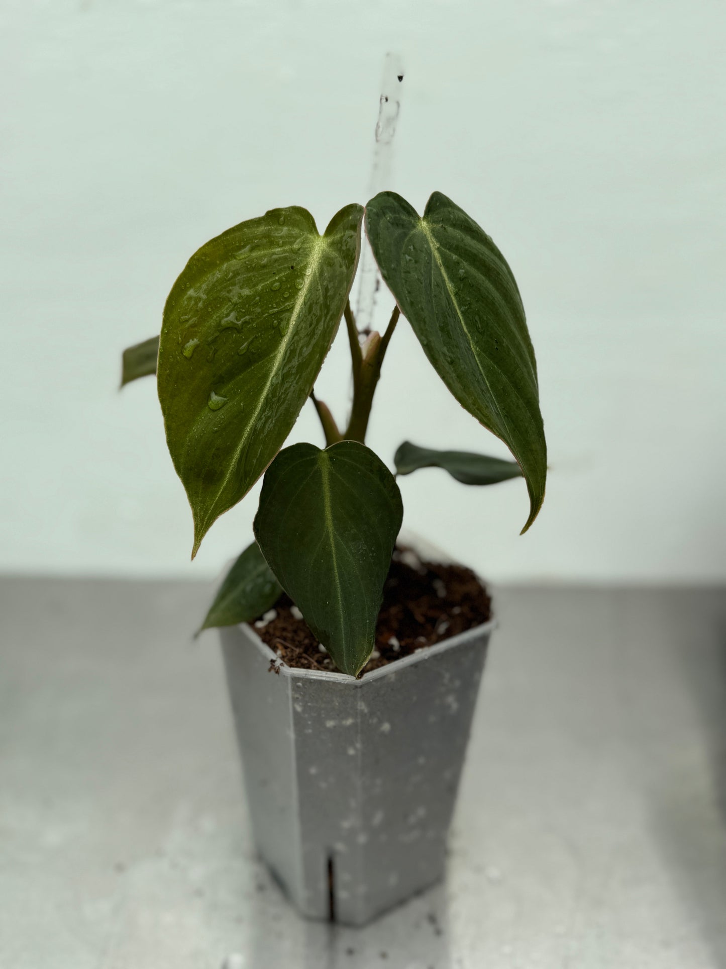 Philodendron ’Glorius’