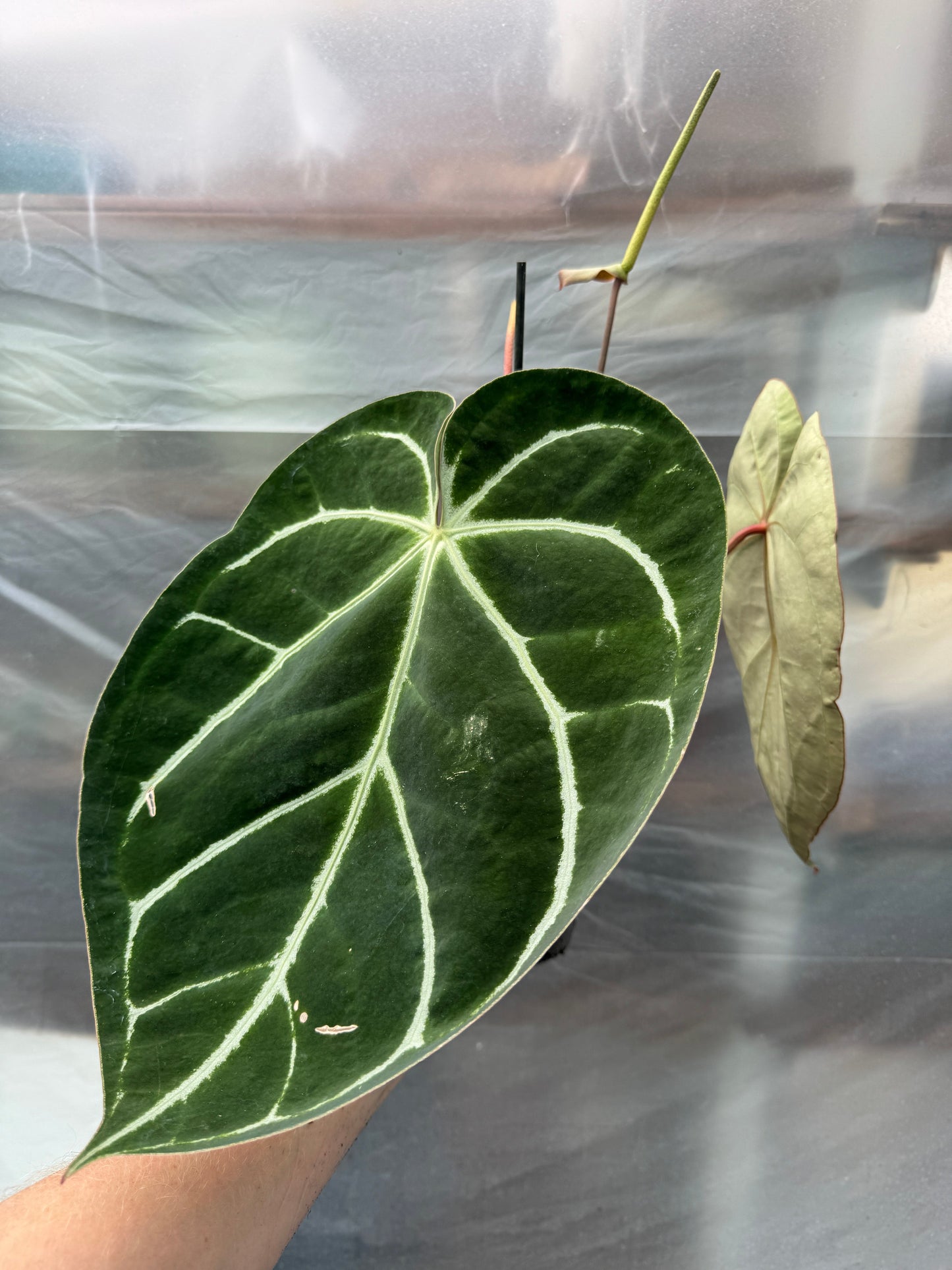 Anthurium crystallinum XL motherplant
