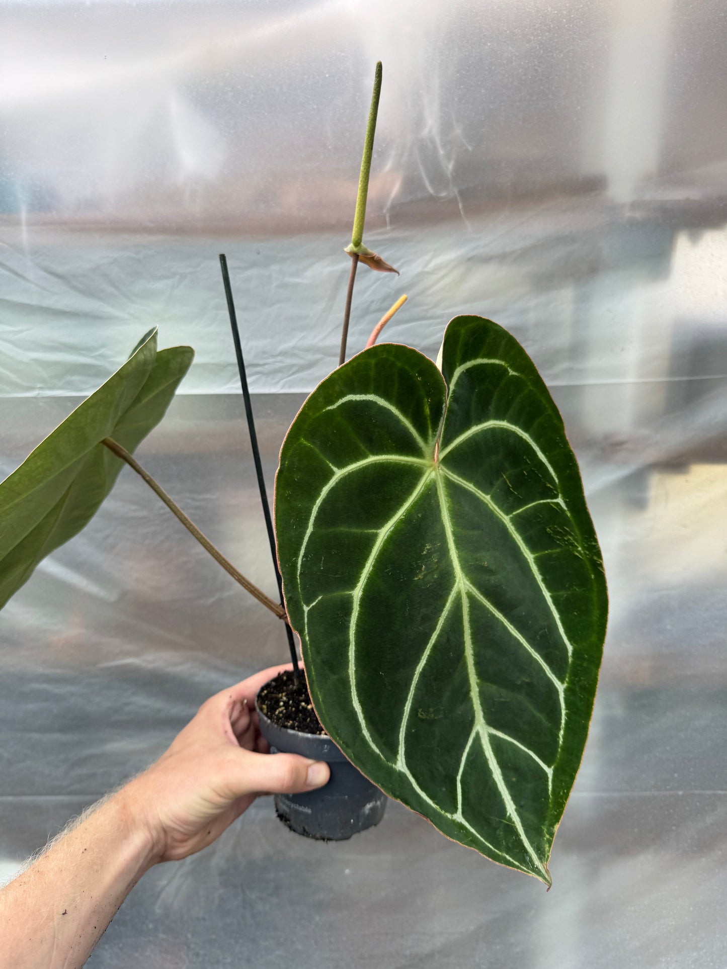 Anthurium crystallinum XL motherplant with large velvety heart-shaped leaf and bold silvery-white veins in a black nursery pot. Ideal for indoor plant lovers.