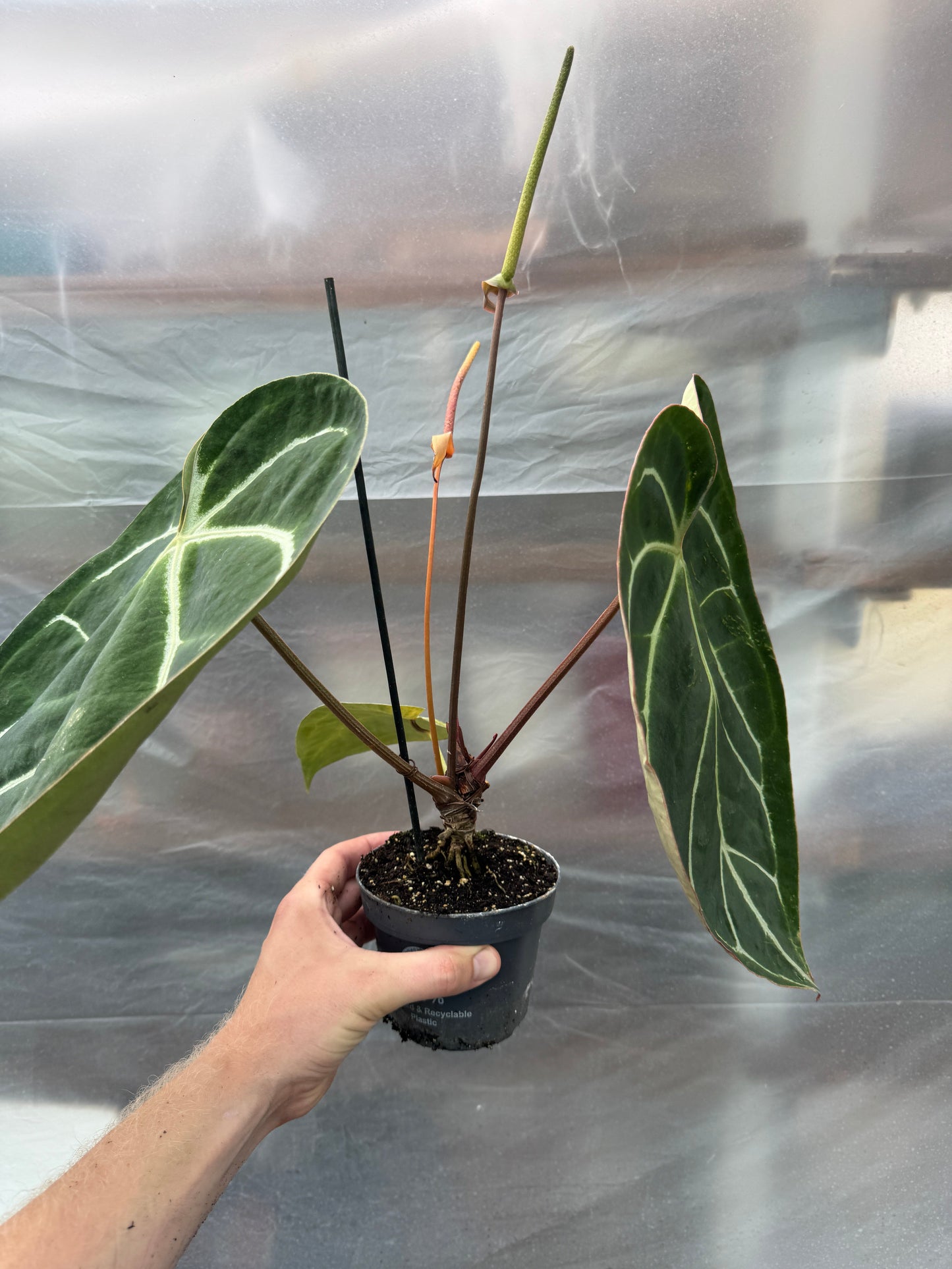 Anthurium crystallinum XL motherplant