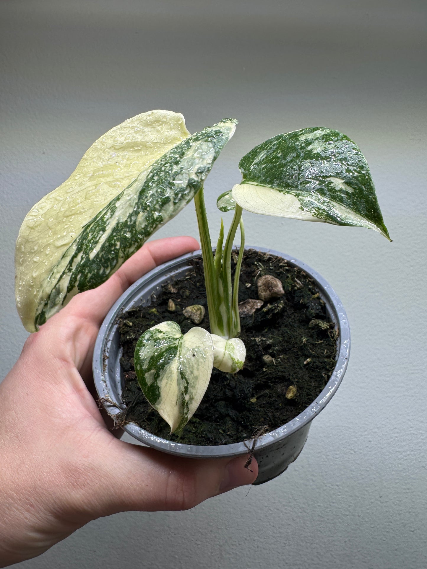 Monstera deliciosa 'Thai Constellation' High Variegation