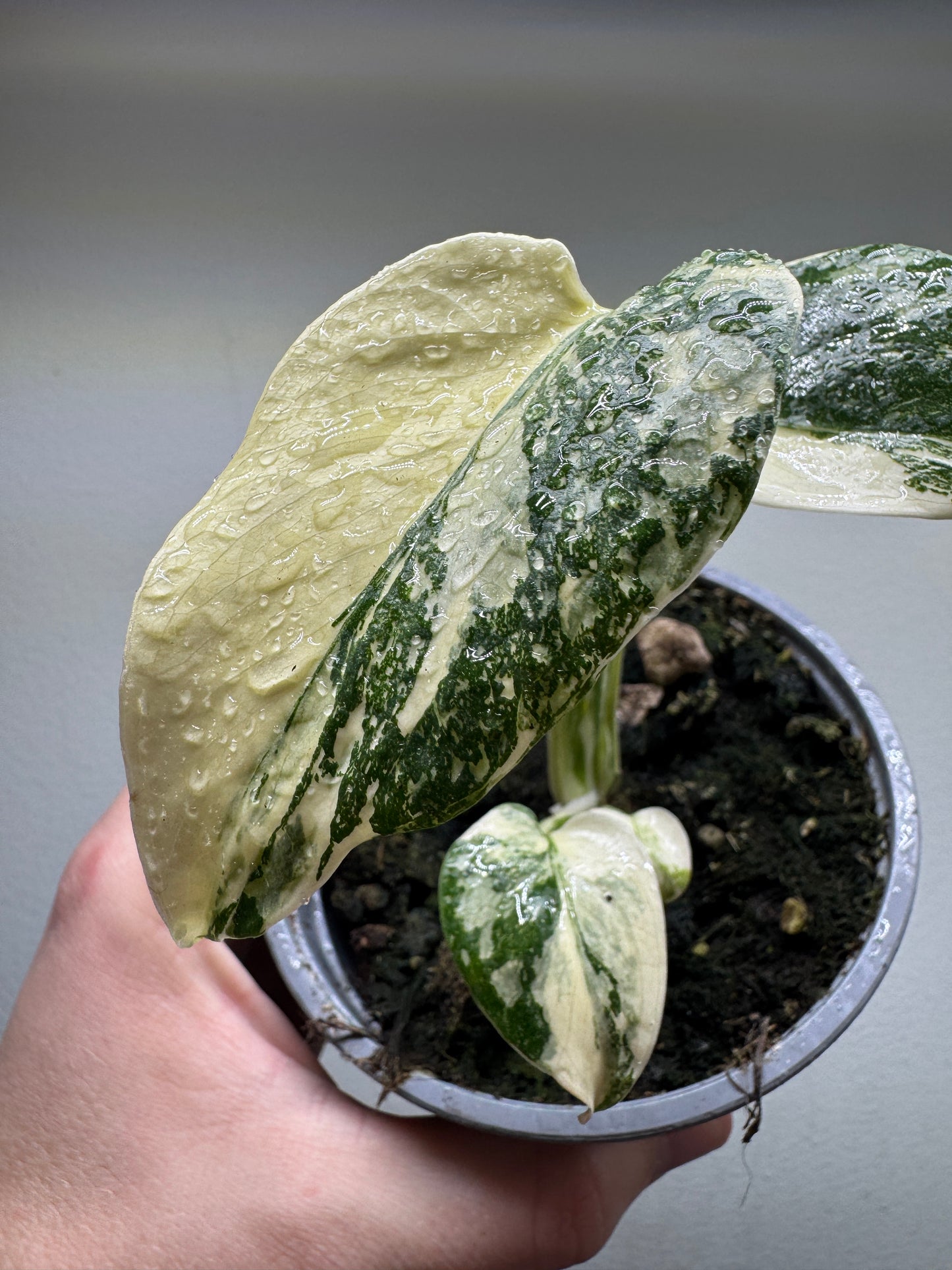 Monstera deliciosa 'Thai Constellation' High Variegation