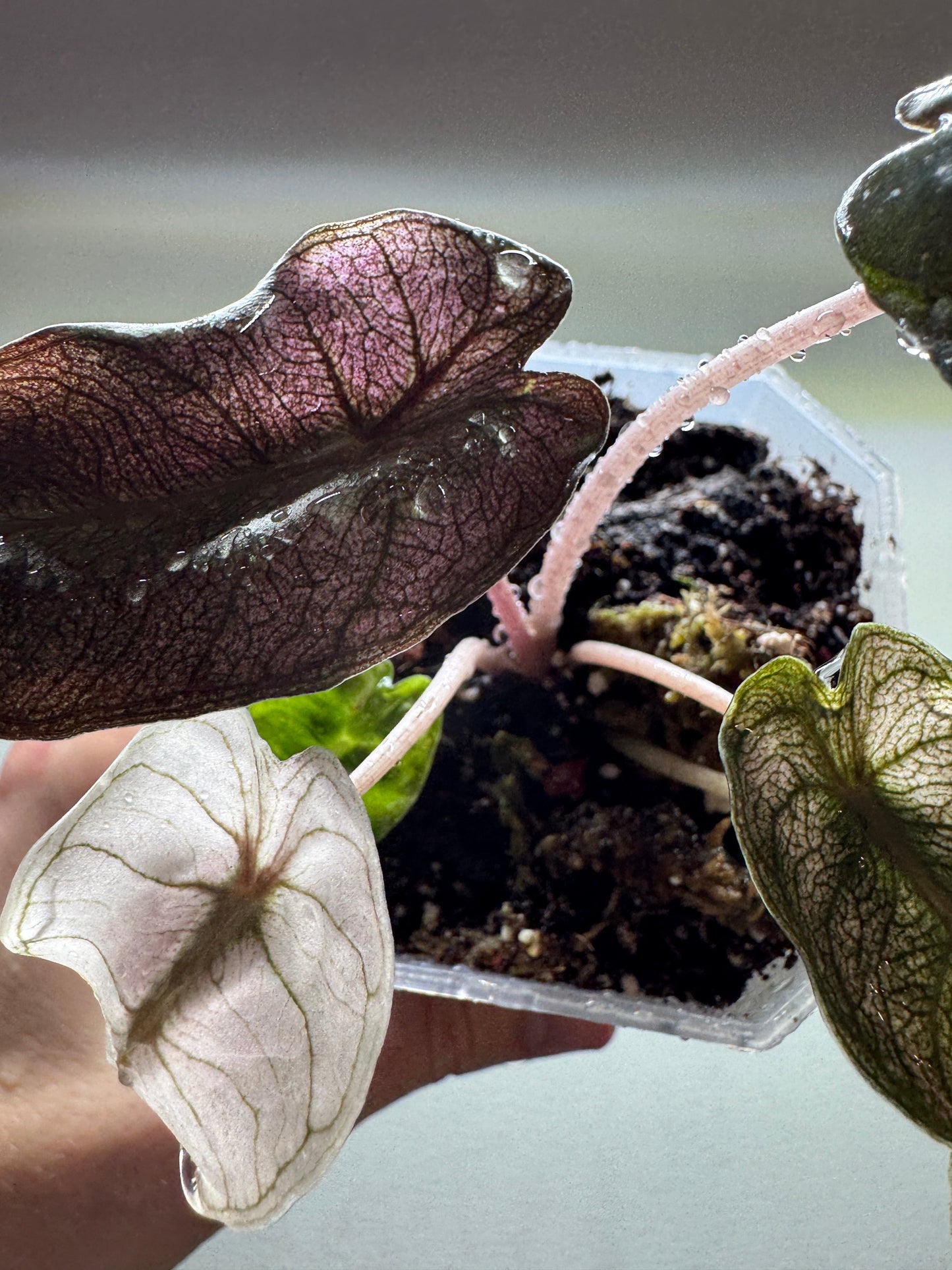 ALOCASIA Pink Dragon 'Stardust' - Aroid Pot enthalten