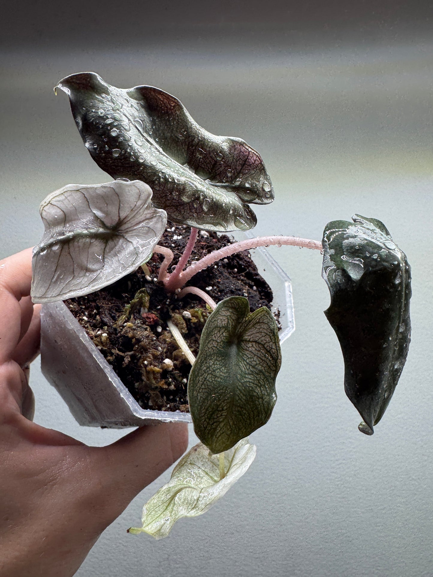 ALOCASIA Pink Dragon 'Stardust' - Aroid Pot enthalten