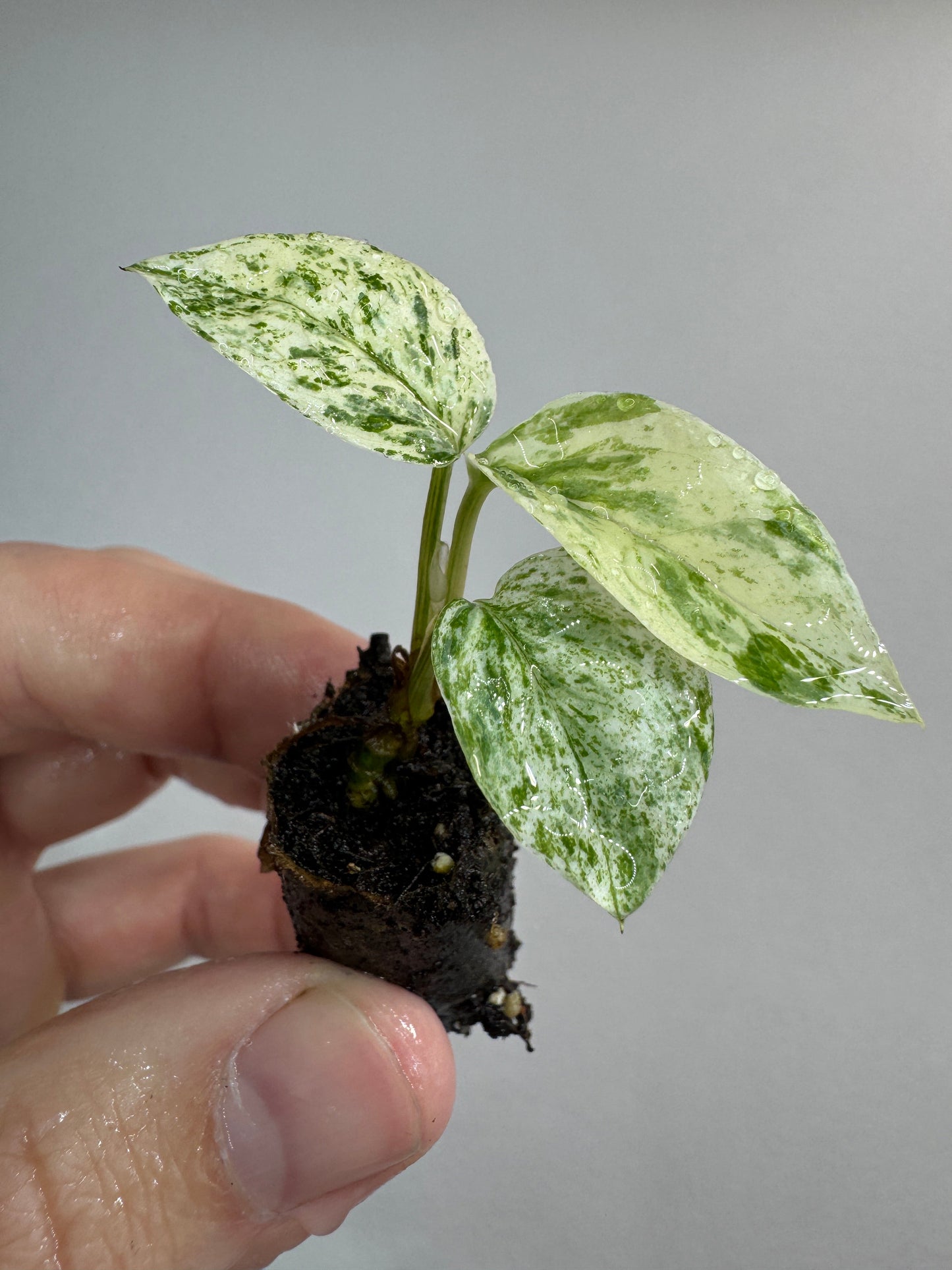 Healthy Epipremnum sp. ‘Bali Hanoman’ cutting with vibrant marbled foliage, a rare aroid for home and garden plant enthusiasts.