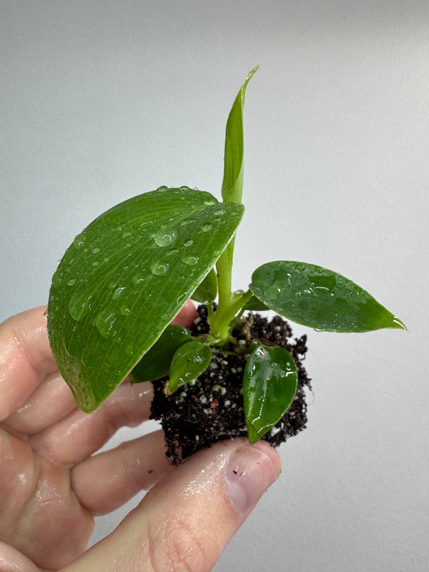 Philodendron ‘Jerry Horne’