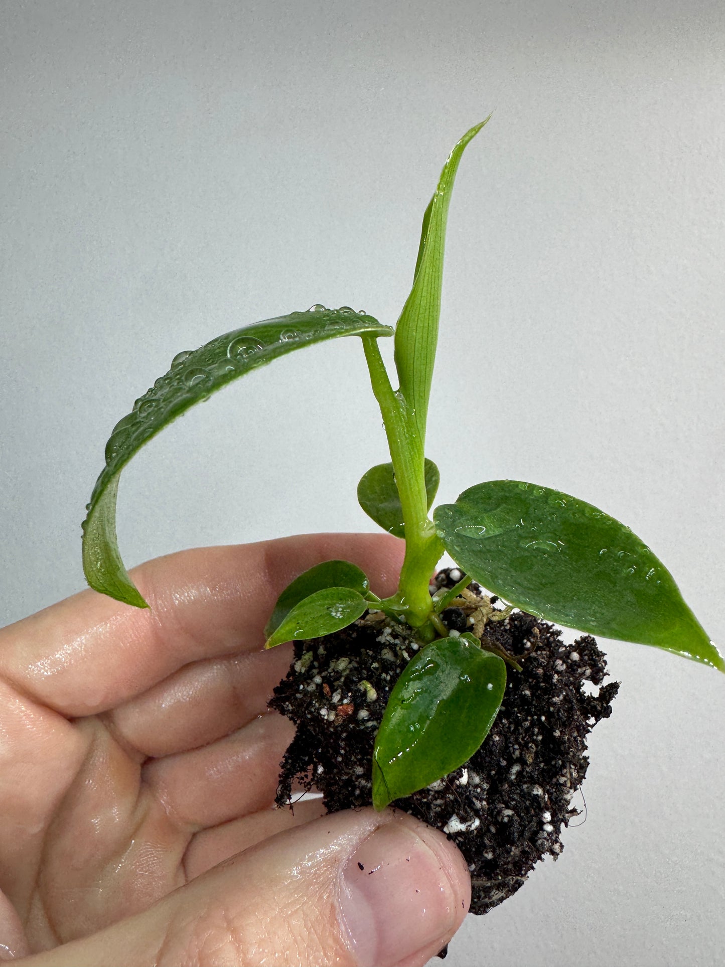 Philodendron ‘Jerry Horne’