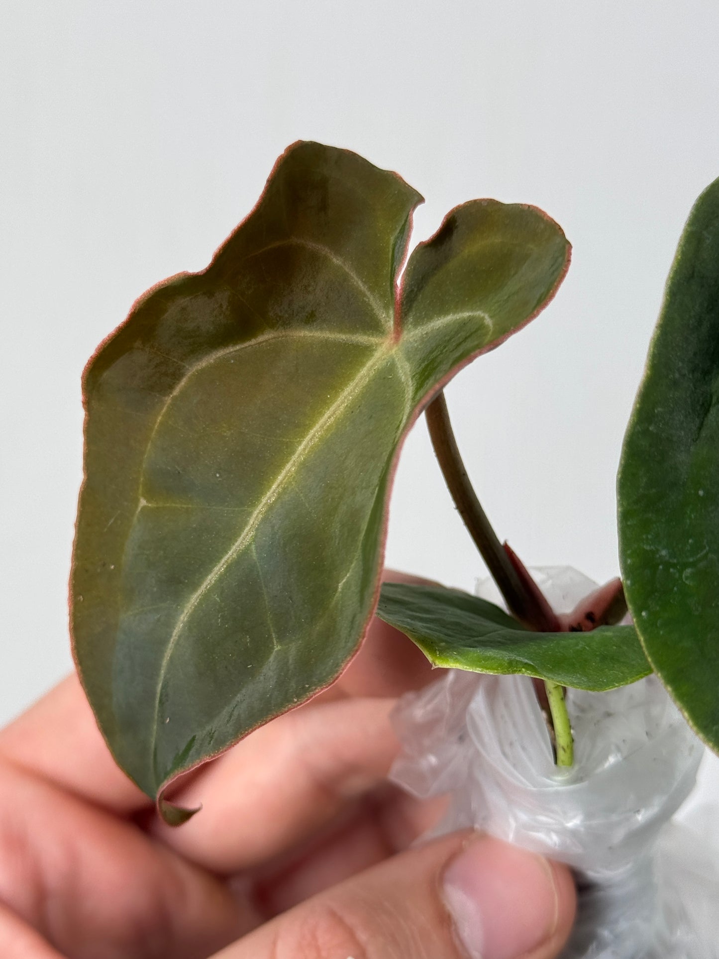 1x Unusual Mini Mystery Anthurium Subscription