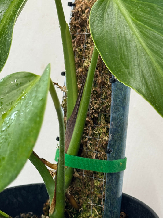 5 Meter Velcro Tape