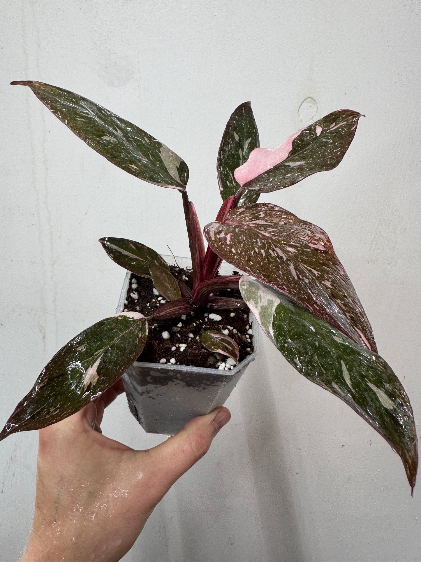 Philodendron Pink Princess Galaxy