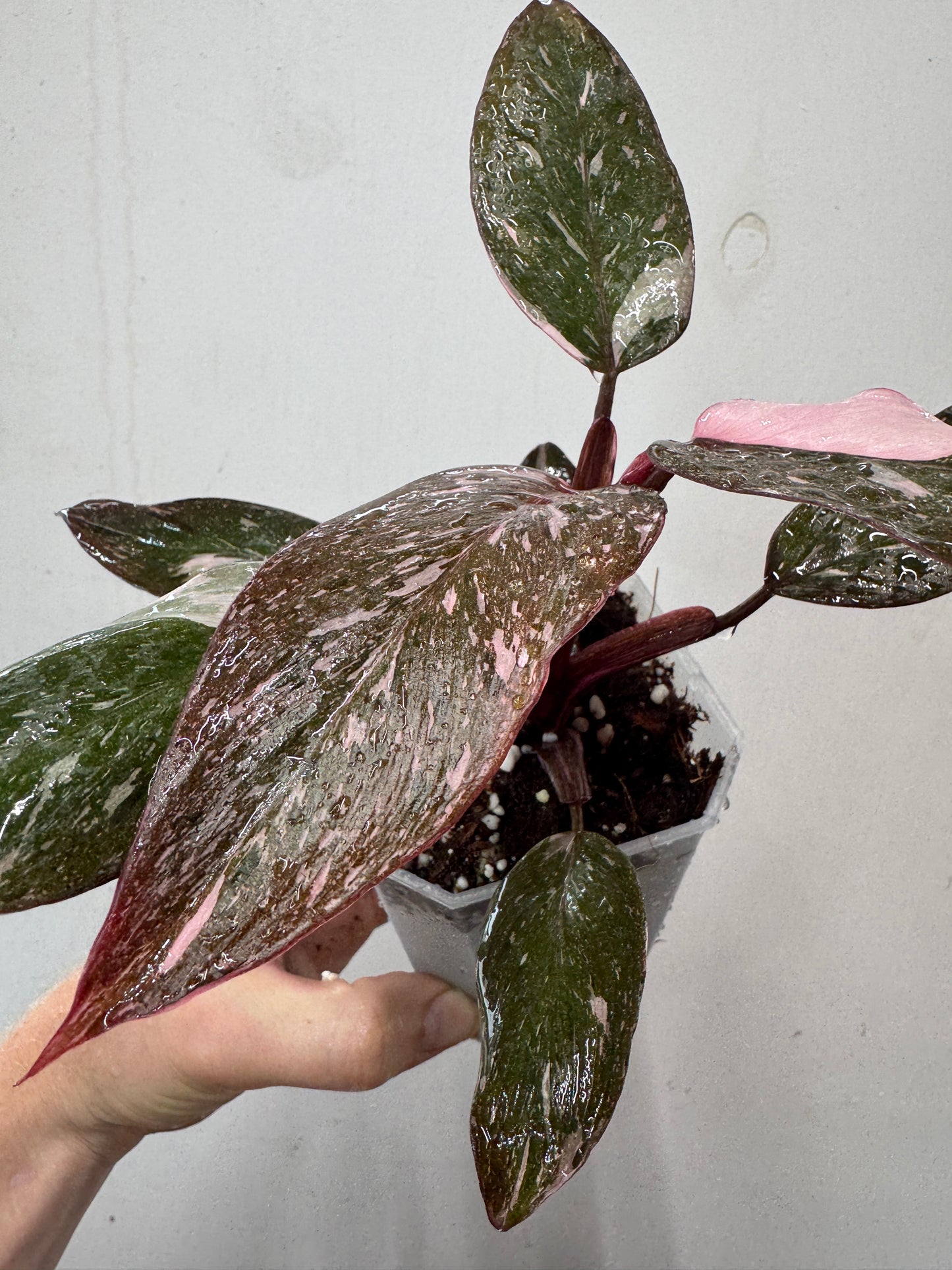 Philodendron Pink Princess Galaxy
