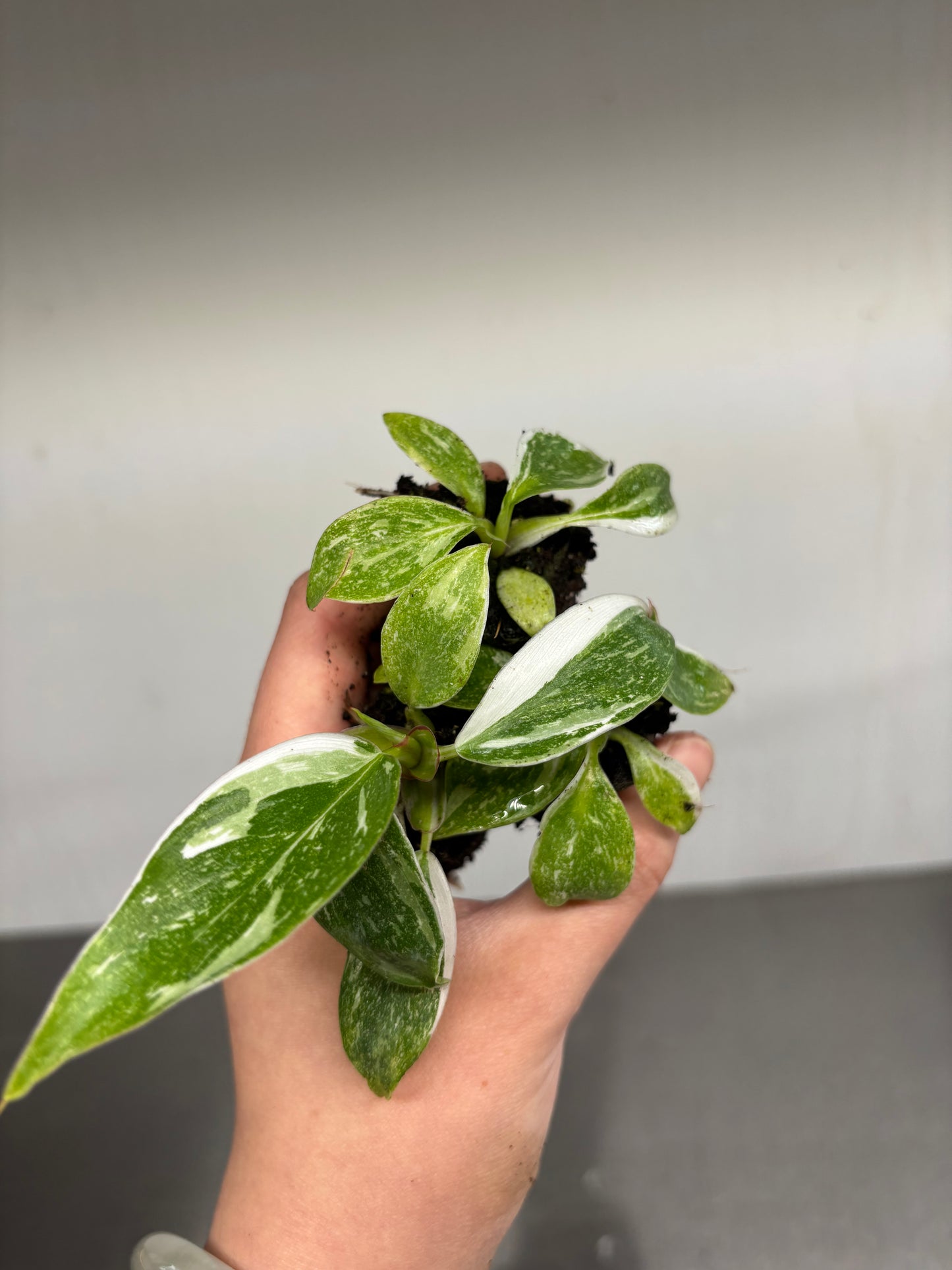 3x baby Philodendron white princess