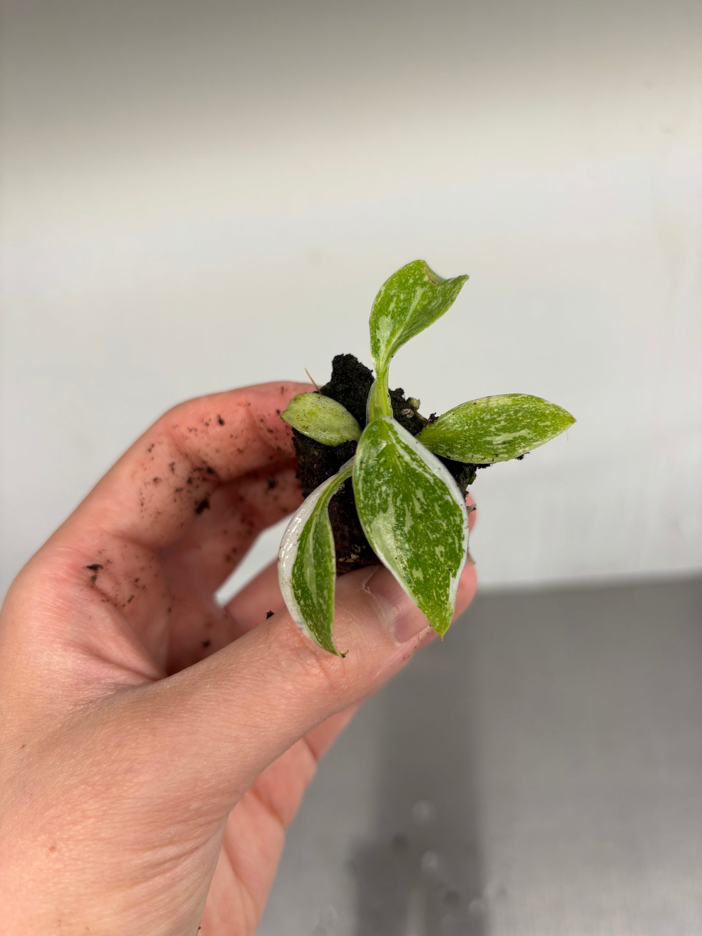 3x baby Philodendron white princess