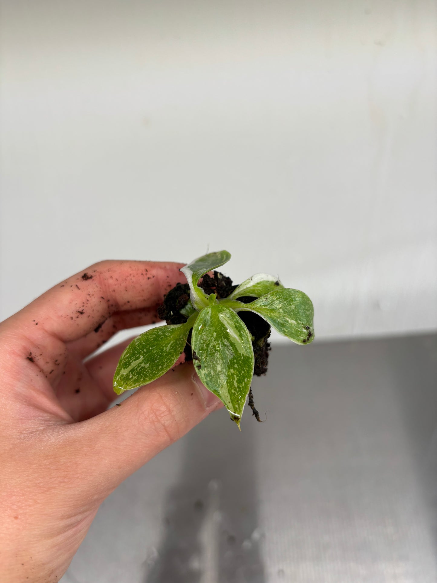 3x baby Philodendron white princess
