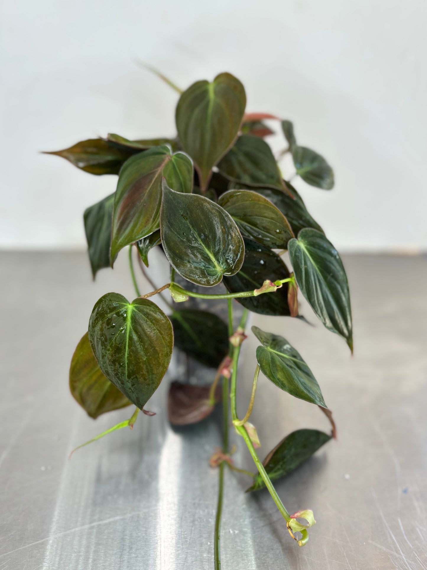 Philodendron micans