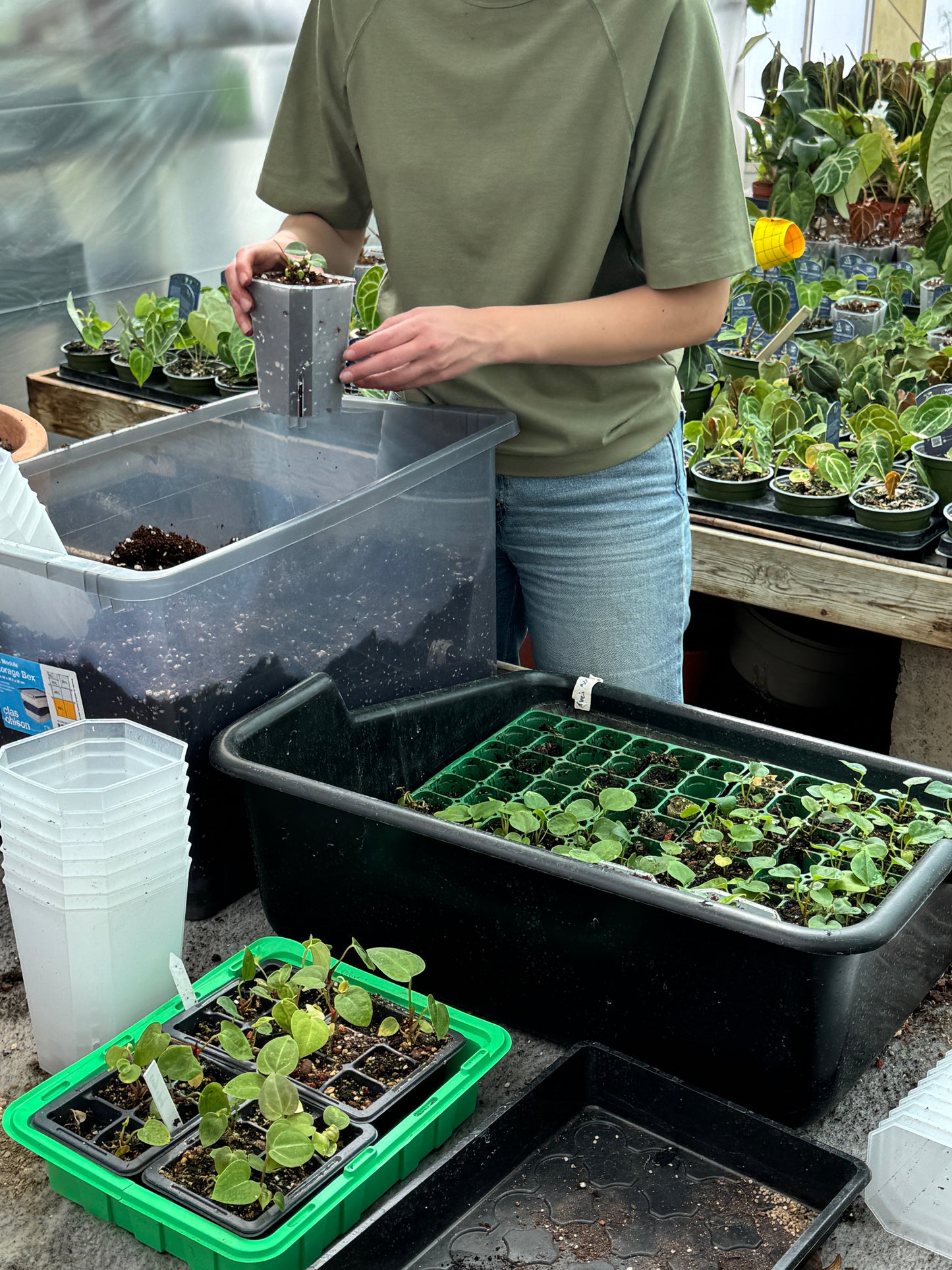 Our Aroid Soil Mix 1.2 and 11 L