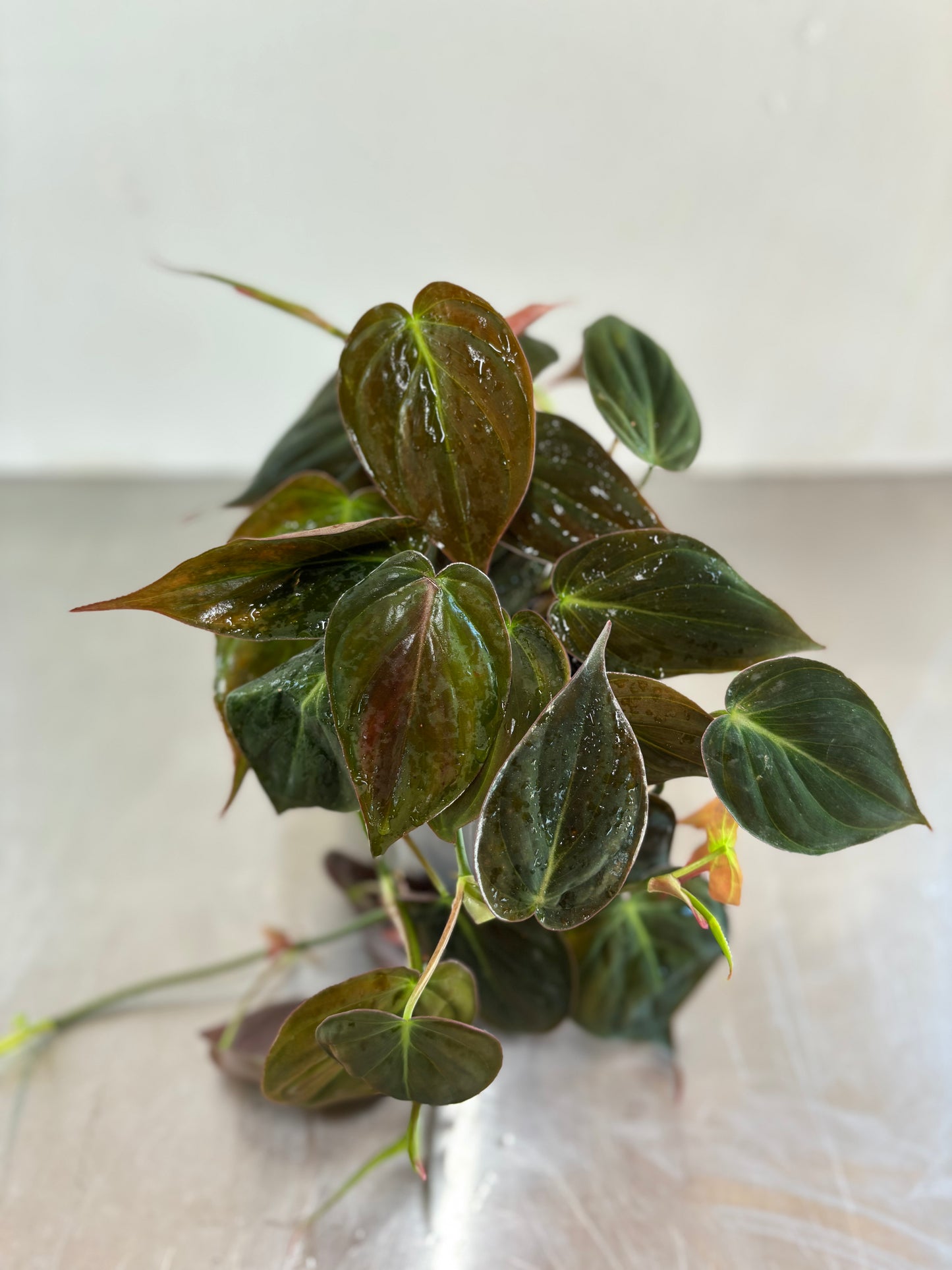 Philodendron micans