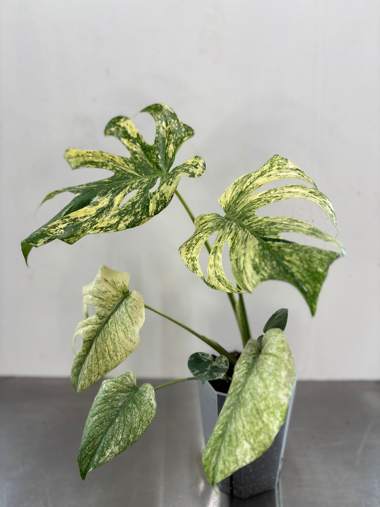 Monstera deliciosa 'MINT'