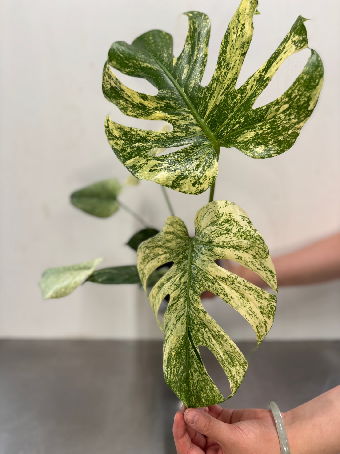 Monstera deliciosa 'MINT'