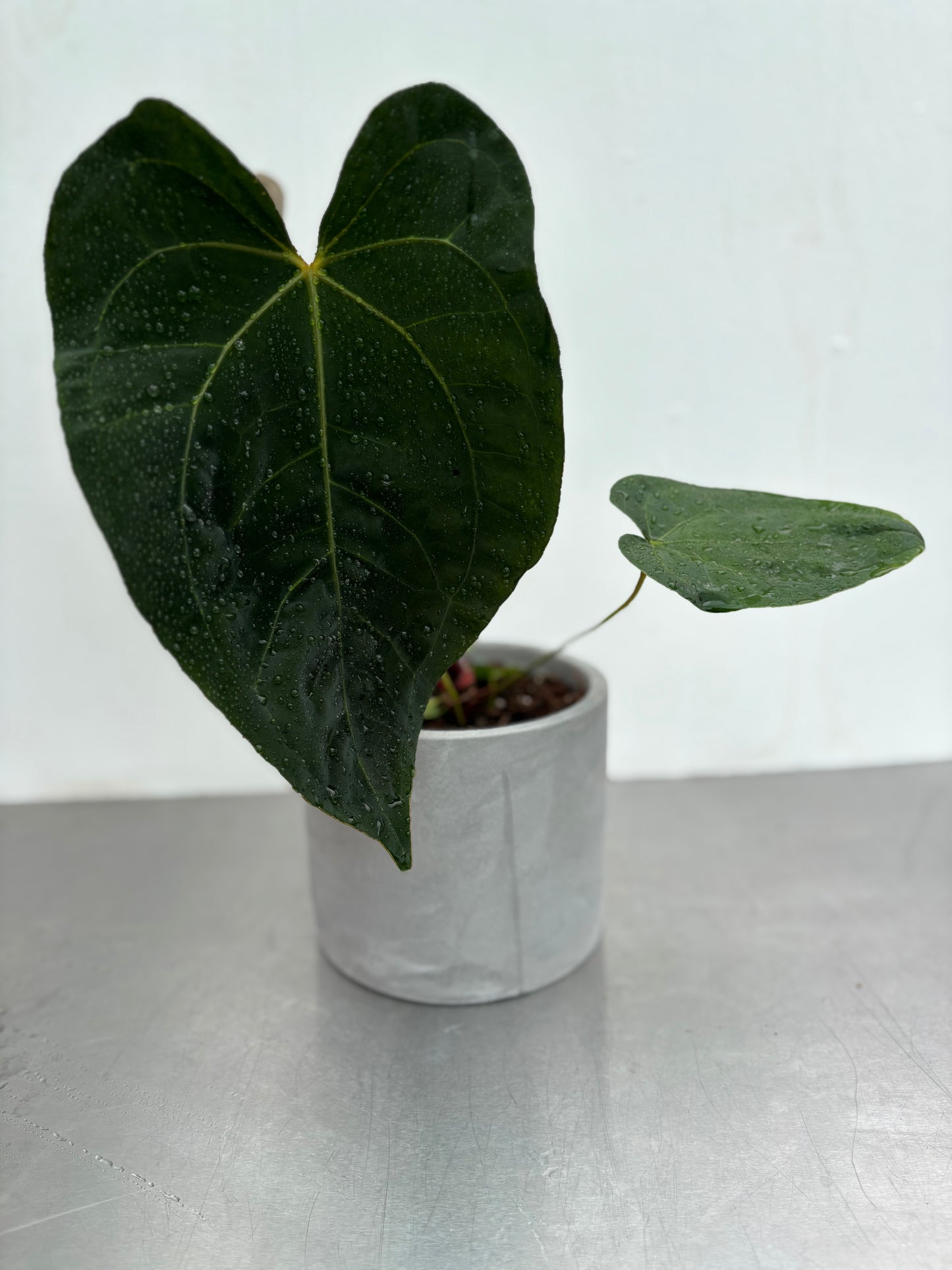 12 cm Grey Concrete Pot
